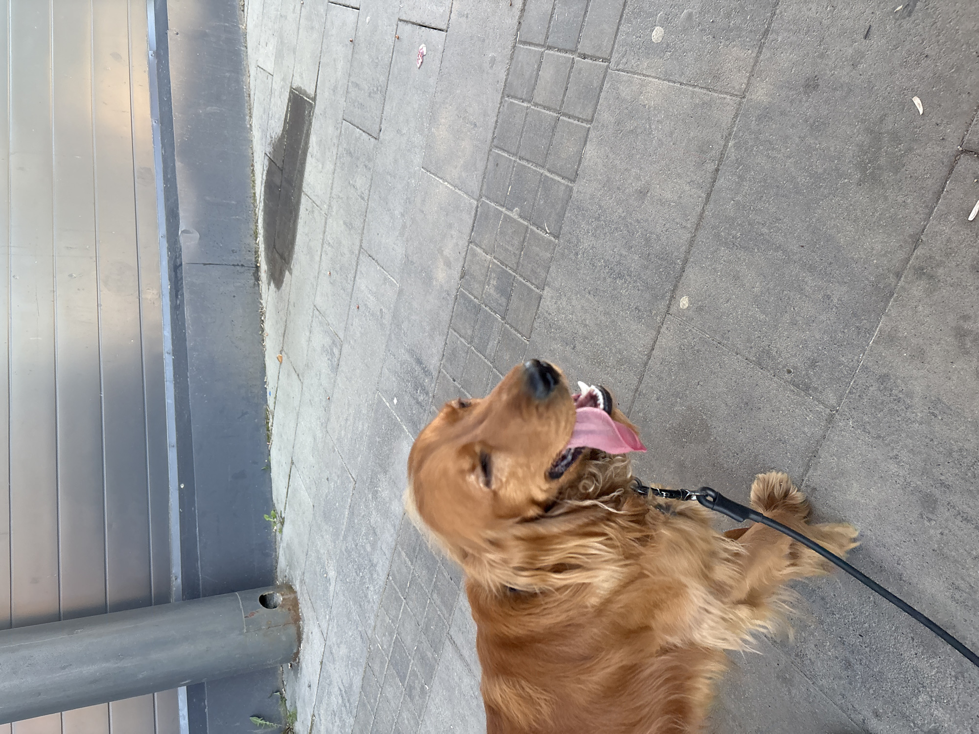 A golden-brown, long-haired dog, consistent with a Spaniel breed, is depicted standing on a grey concrete sidewalk in Divnogorsk, Russia. The dog occupies the lower-left and central portion of the frame, positioned in profile facing right with its head slightly averted. Its eyes are squinted or closed, and a large pink tongue extends from its open mouth, indicating panting. A black collar is visible around its neck, attached to a black leash that extends downward and out of the frame. The sidewalk is composed of rectangular and square concrete pavers, with some minor debris and a small white object visible on its surface. In the background, a dark, horizontally corrugated metal wall rises above a dark concrete base. To the left, a thick, dark grey cylindrical metal pole extends vertically from the pavement, exhibiting a circular hole and rust near its base. Small green weeds are present at the junction of the pole and the pavement. A distinct, dark, rectangular liquid stain or wet patch is visible on the concrete pavement to the right of the pole and in front of the wall. The scene is illuminated by ambient daylight.