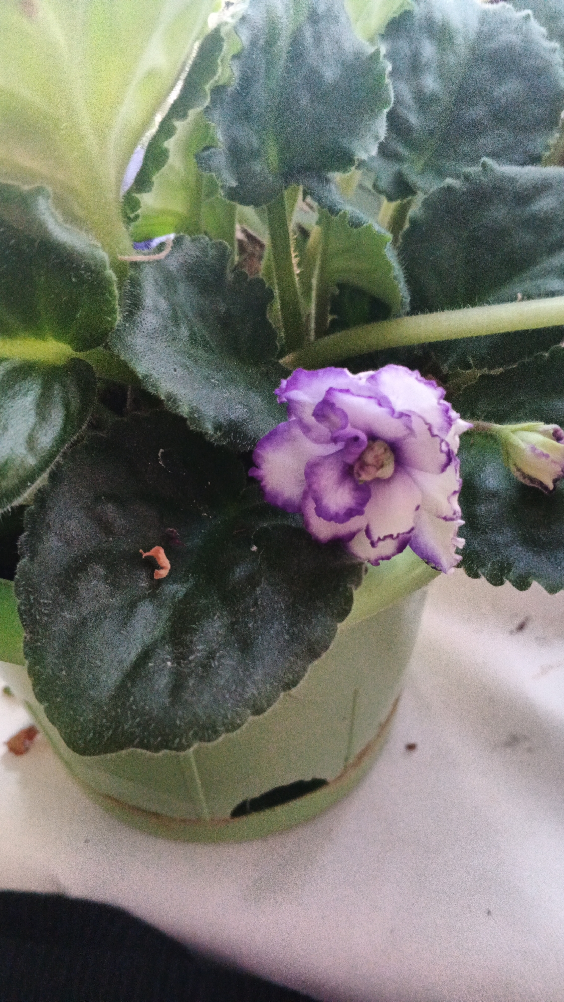 A close-up, medium shot captures a flowering African violet plant in a light green pot. The plant has dark green, fuzzy leaves with ruffled edges. A single, delicate flower with white petals edged in purple is in bloom, with another bud to its right. A small, orange-brown object, possibly a piece of debris or a tiny insect, is visible on one of the leaves. The pot is placed on a white surface, likely a windowsill, with a dark object, possibly clothing, in the lower left corner of the frame. The scene is indoors, with soft lighting, and there is no indication of its specific location within Izhevsk, Russia.
