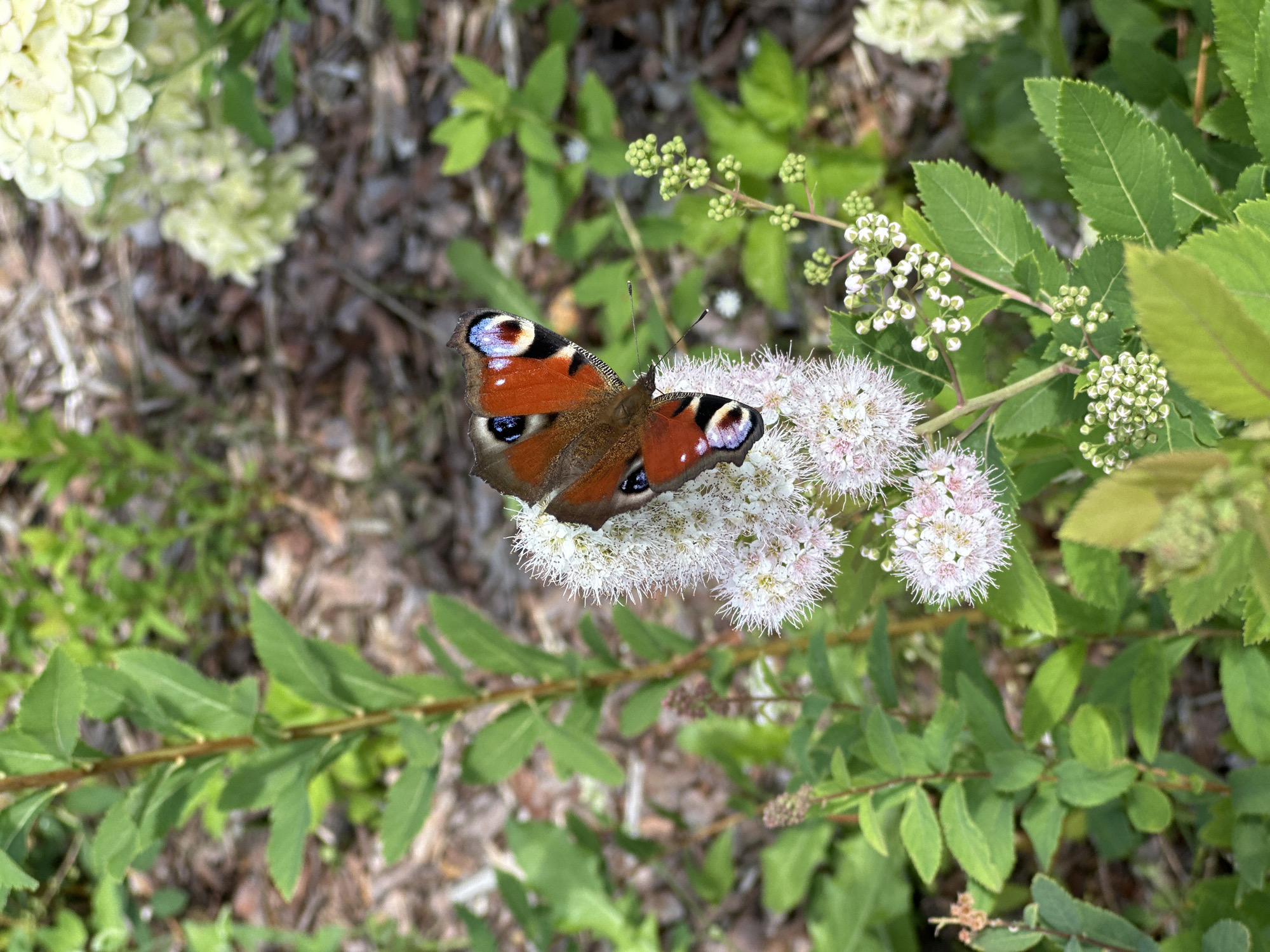 A close-up, high-angle, eye-level shot captures a European Peacock butterfly (Aglais io) resting on a cluster of small, fluffy white flowers. The butterfly's wings are predominantly orange with intricate black markings and distinctive blue and red eye spots. The flowers, growing on delicate green stems, are in the foreground, with more greenery and some pale yellow flowers in the blurred background. The ground beneath appears to be covered in mulch. The setting is a garden in Vsevolozhsk, Russia.