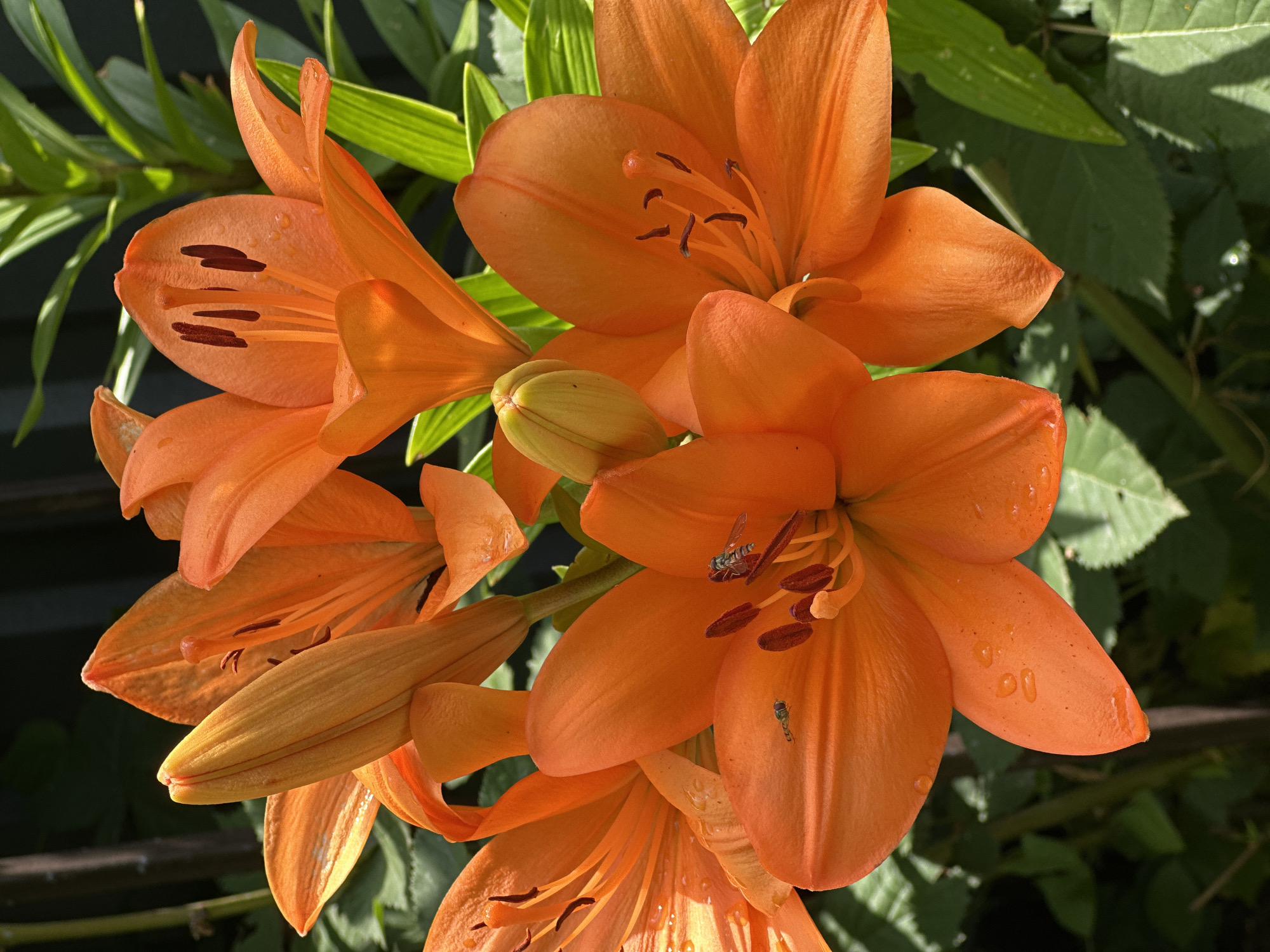 A close-up, high-angle, eye-level outdoor shot features a cluster of vibrant orange lilies in full bloom. Several lilies are open, showcasing their prominent stamens and pistils, with some petals appearing slightly damp. One lily bud remains closed, a lighter orange-yellow color. Two small flies are visible on the petals of one of the open lilies. The background consists of blurred green foliage and dark vertical elements, possibly fence posts or bamboo stalks. The scene is illuminated by natural sunlight, casting subtle shadows. The image was taken in Izobilnyy, Russia.