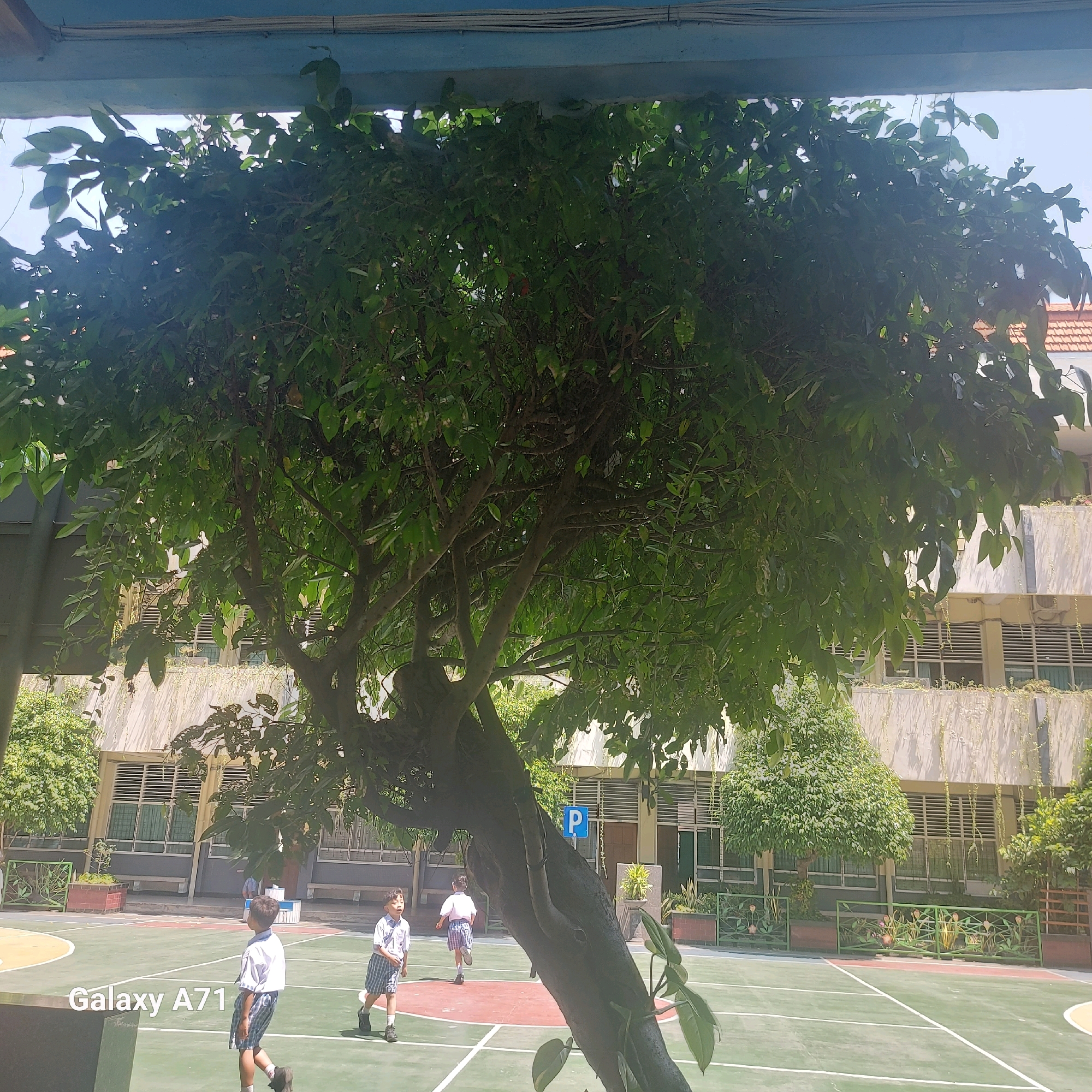 In a sunlit outdoor setting, a mature tree with dense green foliage dominates the foreground, its trunk leaning to the right. Behind the tree, a school building with beige walls and horizontal window blinds is visible. The building appears to be in disrepair, with vines trailing down its facade. In front of the building, a green and red sports court is laid out, with white lines marking its boundaries.
Two young boys in school uniforms are present on the court. One boy, wearing a white shirt and checkered shorts, walks towards the left, looking down. The other boy, also in a white shirt and checkered shorts, runs away from the viewer towards the right. A blue parking sign with a white 'P' is visible behind the running boy.
The scene suggests a school or educational facility. The presence of a sports court and children in uniform indicates an active learning environment. The architectural style of the building and the lush vegetation are consistent with a tropical climate. The "Galaxy A71" watermark on the lower left of the image indicates the device used to capture the photograph.
While the image does not explicitly state the location, the architectural style of the building, the presence of children in uniforms, and the general ambiance are highly suggestive of a school in Surabaya, Indonesia.