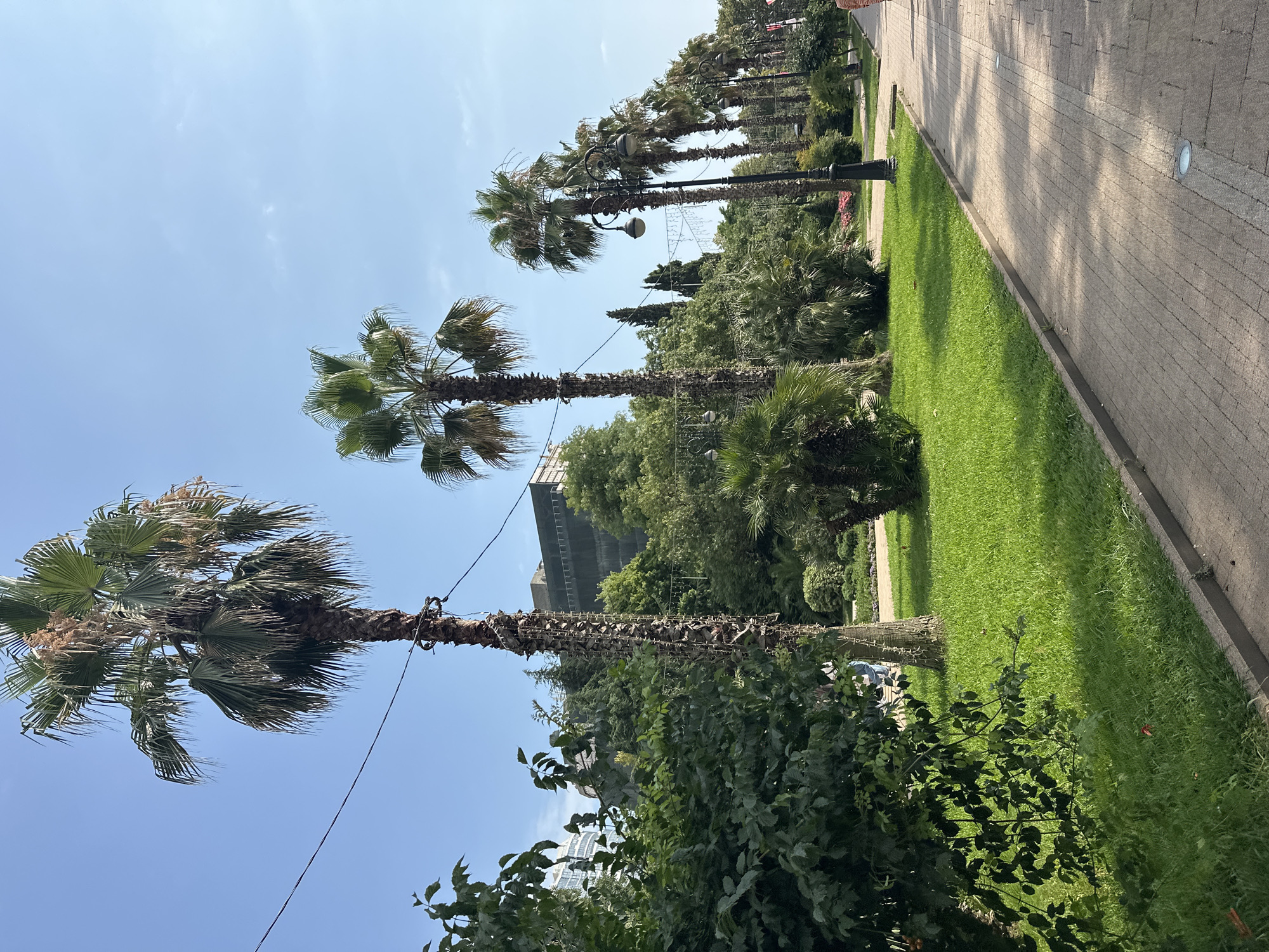 This image captures a sunlit promenade in the city of Sochi, Russia, lined with lush green grass and several tall palm trees. The pathway is paved with light-colored bricks, and a low concrete border separates it from the grassy area. Several ornate lampposts, some with decorative lights strung between them, stand along the promenade. In the background, dense foliage and trees partially obscure modern buildings. A few individuals are visible walking along the path. The sky is clear and blue, indicating a pleasant day.