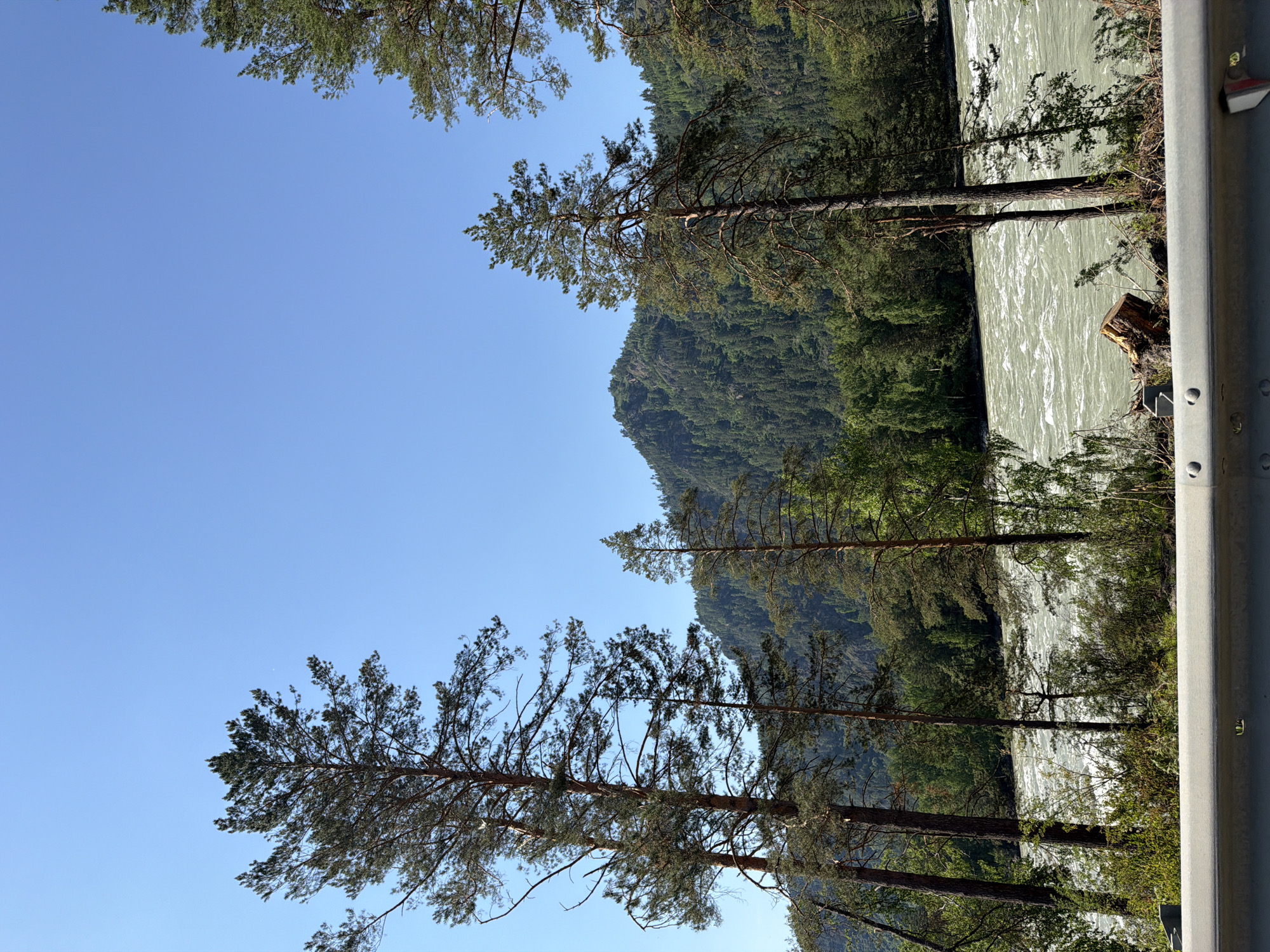 The image depicts a wide, turbulent river flowing through a mountainous, forested landscape under a clear blue sky. Several tall pine trees are prominent in the foreground, with their branches reaching towards the sky. In the background, a lush green mountain slopes, densely covered with trees, rises above the river. The river itself appears to be flowing rapidly, with visible whitecaps and ripples on its surface. The scene suggests a natural, untamed environment. The railing in the foreground indicates the presence of a road or pathway near the riverbank, possibly for viewing or access. The location is identified as Manzherok, Russia.