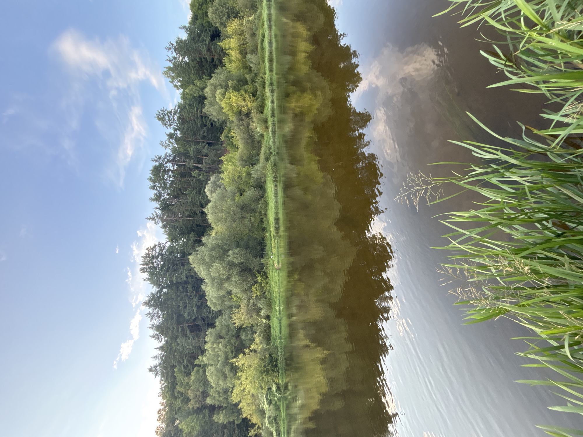 A vertical, eye-level, full shot captures the Moskva River in Zvenigorod, Russia. The river, dark brown and still, fills the bottom half of the frame, reflecting the trees and sky above. Tall green reeds line the bottom edge of the water, obscuring the riverbank. The far bank is densely wooded with a mix of dark green coniferous trees and lighter green deciduous trees. The sky above is a pale blue, with scattered wispy white clouds. The lighting suggests it is late afternoon or early evening.