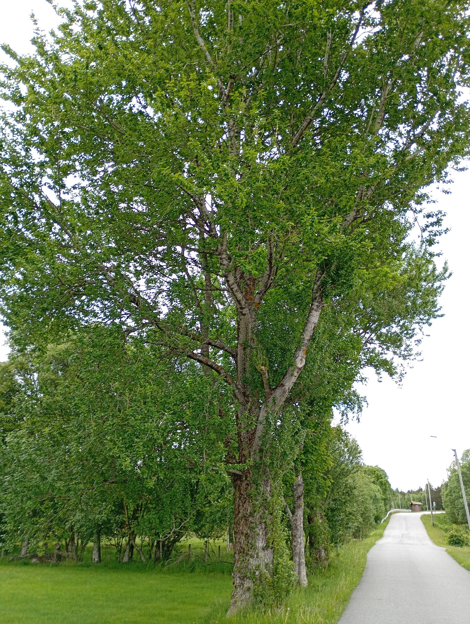 The image captures a rural scene dominated by a large, mature tree with lush green foliage situated on the left side of a paved road. The road curves gently into the distance, flanked by grassy verges and more trees. In the background, a small, red building with a brown roof is visible next to the road, along with utility poles. The sky is overcast, suggesting a cloudy day. The overall impression is one of a tranquil, natural setting outside of a city.