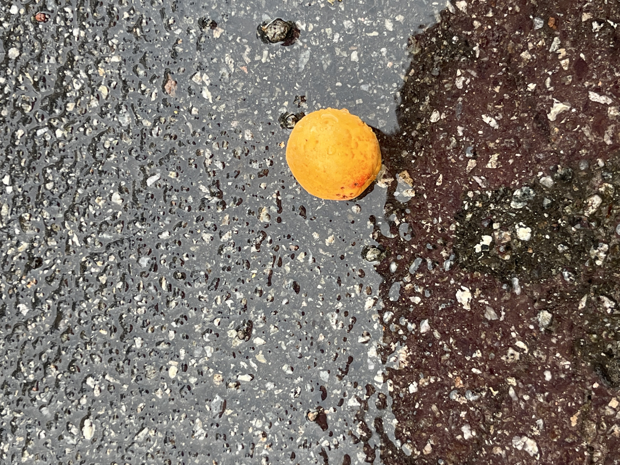 An orange, roughly spherical object, possibly a piece of fruit, lies on a wet, dark asphalt surface. The asphalt is textured with small pebbles and is covered in water droplets, indicating recent rain or a damp environment. In the background, two small, dark, irregular shapes are visible on the asphalt. The lower part of the image shows a darker, more reddish asphalt surface, also wet and with visible pebbles. The scene appears to be outdoors, likely on a street or pathway, in an urban setting. There are no people or visible signs of specific locations within the city of Kyiv.