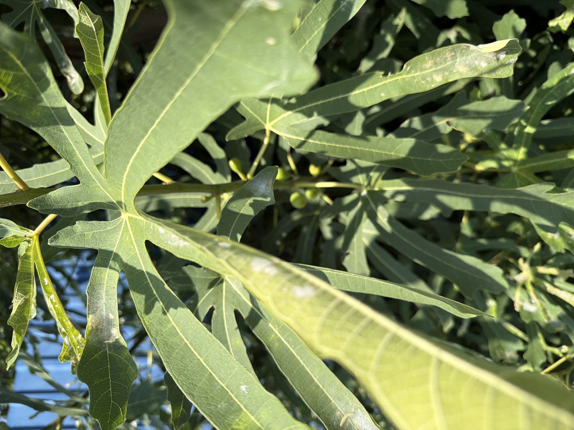 This is a close-up, low-angle photograph of a fig tree's leaves and young fruits. The leaves are a vibrant green, with visible veins and some areas showing white, powdery mildew or a similar fungal growth. Several small, green fig fruits are clustered on a branch in the background. The lighting suggests a sunny day, casting shadows on the leaves. The background is slightly out of focus, with hints of a blue structure, possibly a fence or wall, visible at the top left. The overall scene depicts a natural environment, likely a garden or park, within the city of Tuapse, Russia.