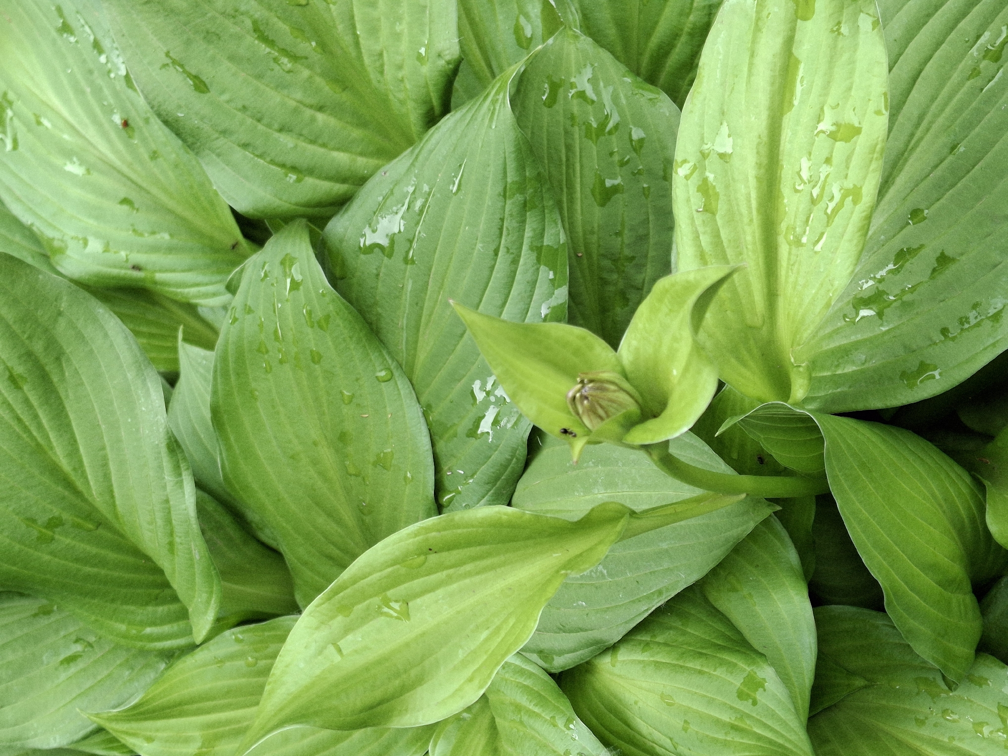 The image captures a close-up view of vibrant green Hosta leaves, located in Chaikovsky, Russia. The dense foliage features large, broad leaves with prominent parallel veins, showcasing various shades of green. Many of the leaves are adorned with numerous small, clear water droplets, indicating recent rain or heavy dew.
Towards the upper center, a developing flower bud, still tightly enclosed, emerges from the cluster of leaves. A small, dark insect, possibly an ant, is visible on a leaf near the base of this bud. The scene is dominated by the organic textures and patterns of the plant.
The notable details include the freshness conveyed by the water droplets, suggesting a recent weather event. The lighting indicates it is daytime, possibly under overcast conditions or in soft morning/evening light. There are no people, explicit activities, or visible text in the image, focusing entirely on the natural beauty and detail of the plant life.