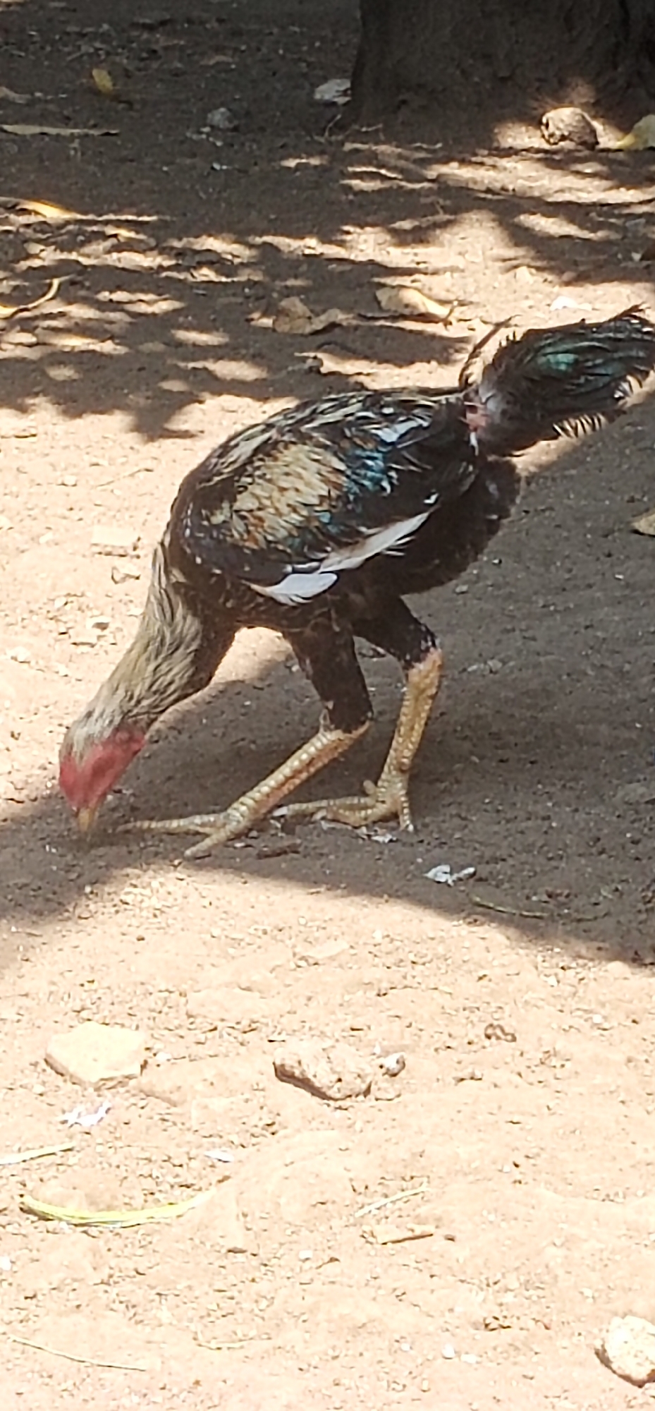 A rooster with black, white, and iridescent green feathers is foraging on a sandy, dirt ground, likely in Gending, Indonesia. The rooster's head is lowered, its beak pointed towards the ground. Its legs are yellow and scaly. Sunlight casts dappled shadows from foliage onto the ground around the bird. The environment appears to be an outdoor area with some debris, including leaves and small stones, scattered on the surface. The background shows the base of a tree trunk and more of the shaded ground.