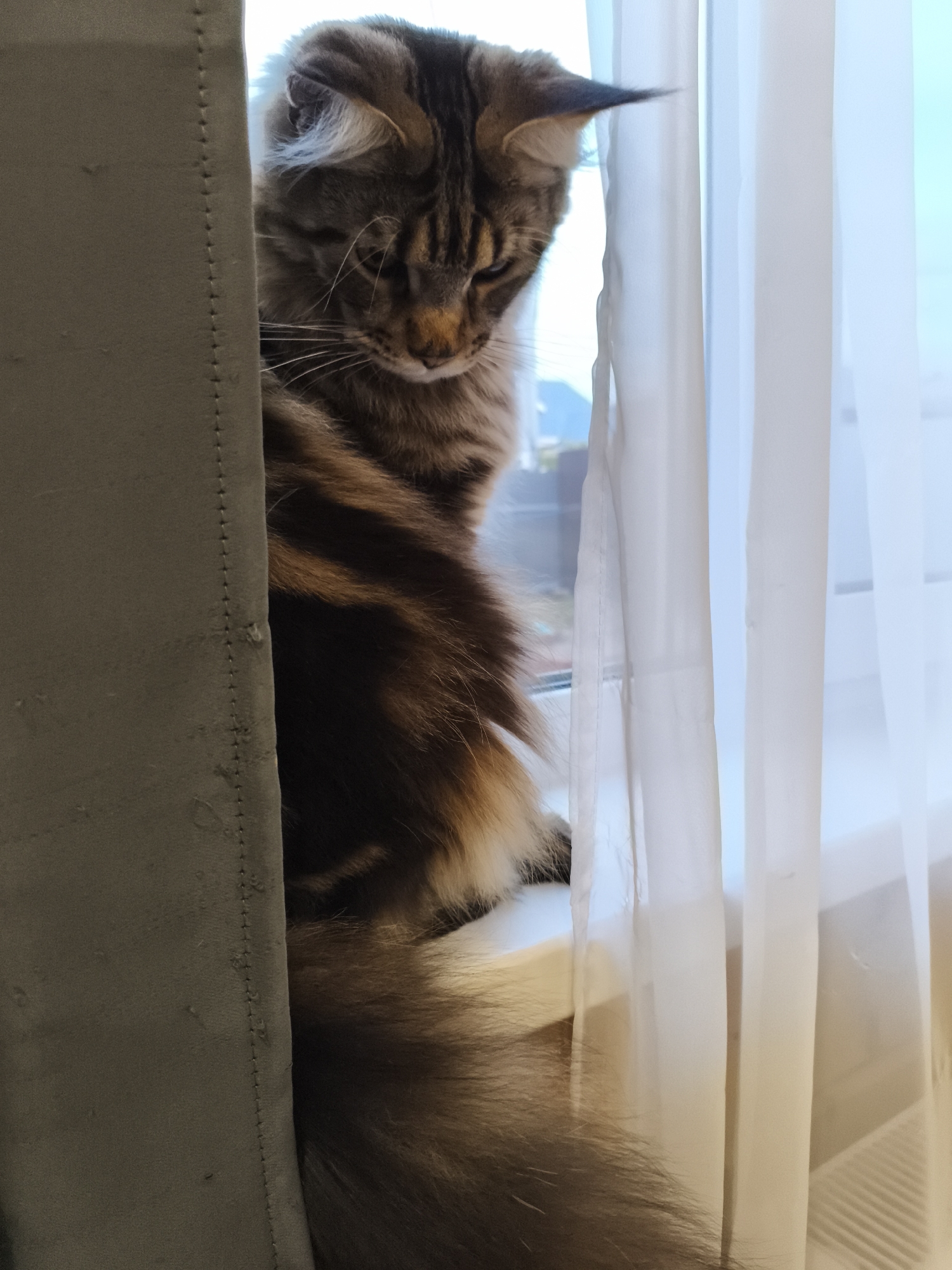 A tabby cat is seated on a windowsill, partially obscured by a green curtain on the left and a sheer white curtain on the right. The location is unknown, the city of Русский Вожой, Russia is not discernible from this image.