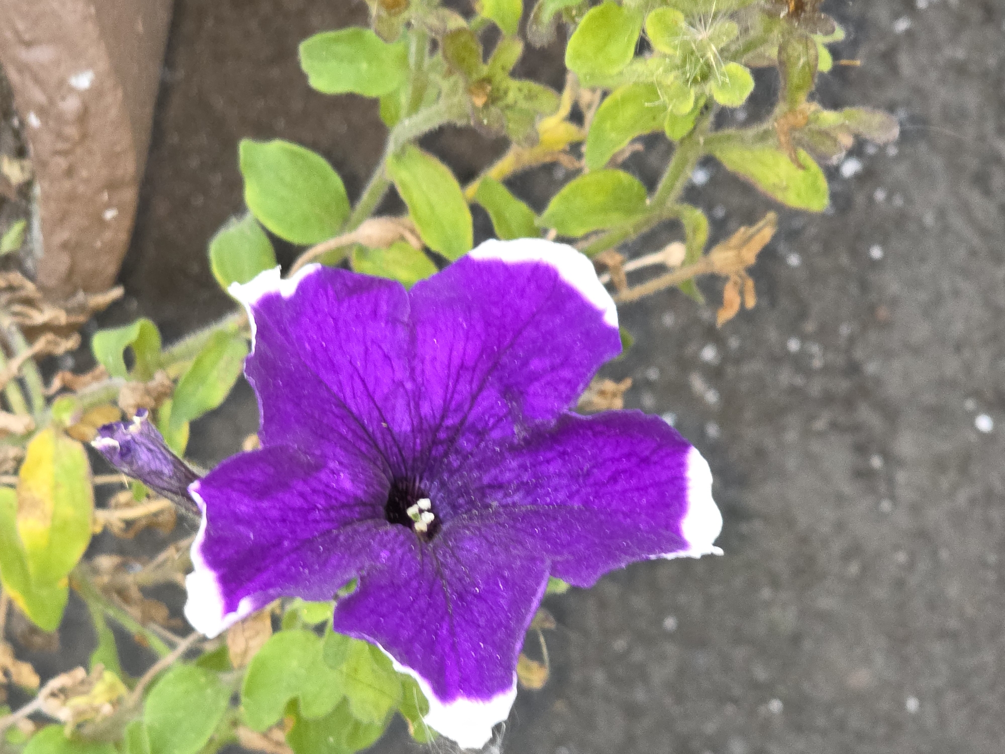 The image shows a close-up of a vibrant purple petunia flower with white edges, set against a dark, textured background. The flower is in focus, showcasing its delicate petals and the dark center with visible stamens. Surrounding the flower are green leaves and stems, some of which appear slightly wilted or dry. The overall impression is of a single flower in a natural or garden setting. There are no people or other significant objects visible in the frame, and no specific urban features are discernible. The image does not contain any information that would allow for its location to be determined within the city of Chelyabinsk, Russia.