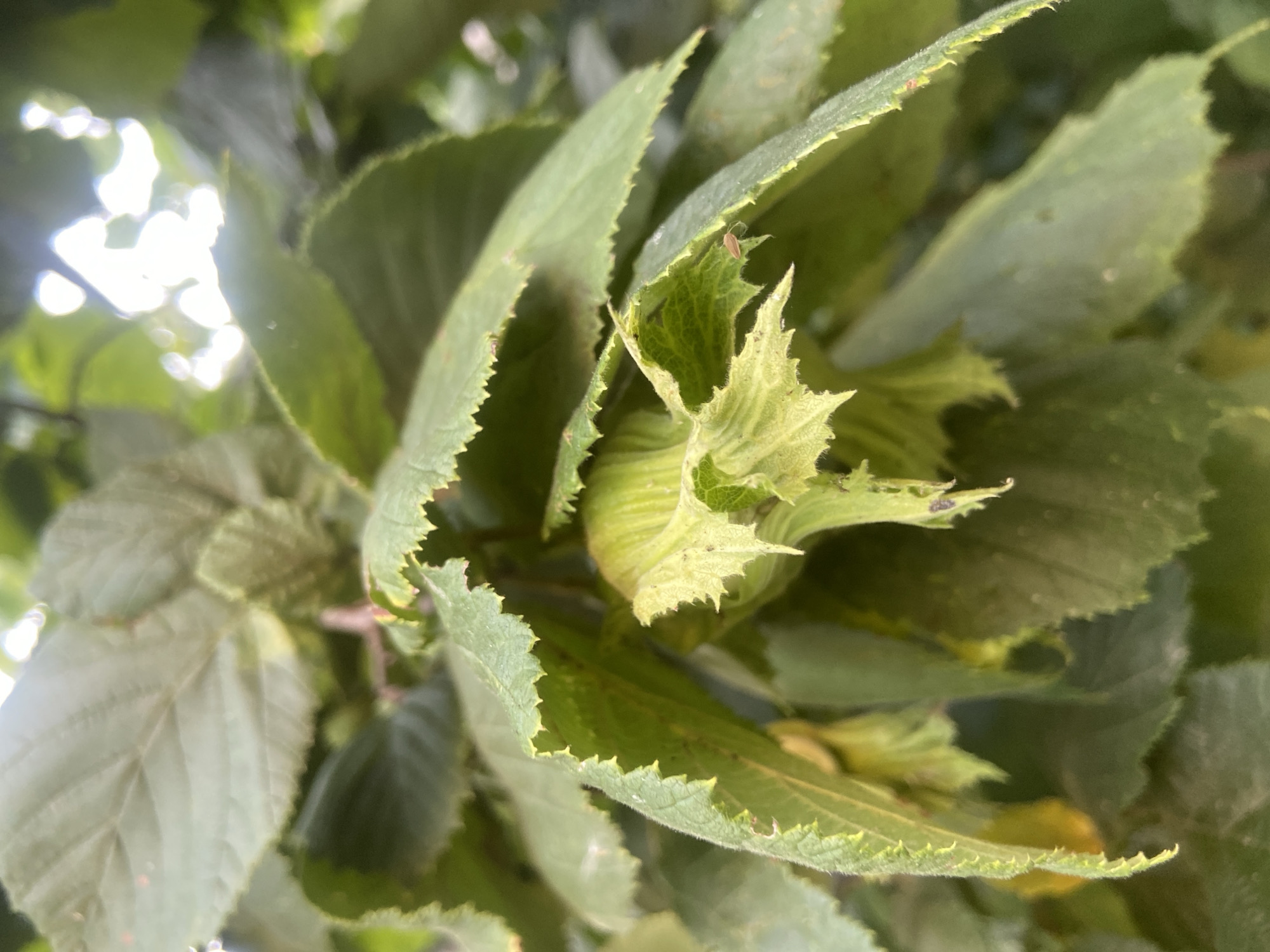 This is a close-up, eye-level photograph of young hazelnuts growing on a tree branch. The hazelnuts are green and covered in delicate, leaf-like husks with serrated edges. Several large, green leaves with prominent veins and serrated edges fill the frame, some overlapping and obscuring the view of other hazelnuts and branches. The lighting suggests it is daytime, with sunlight filtering through the leaves, creating bright highlights and some blurred areas. The background is a soft focus of green foliage and bright sky. The image appears to have been taken outdoors, likely in a garden or natural setting. The location of Krasnomakivske rural settlement, Ukraine, is not visually evident in the image itself, but is provided as context. There are no people, animals, or man-made structures visible in the photograph.