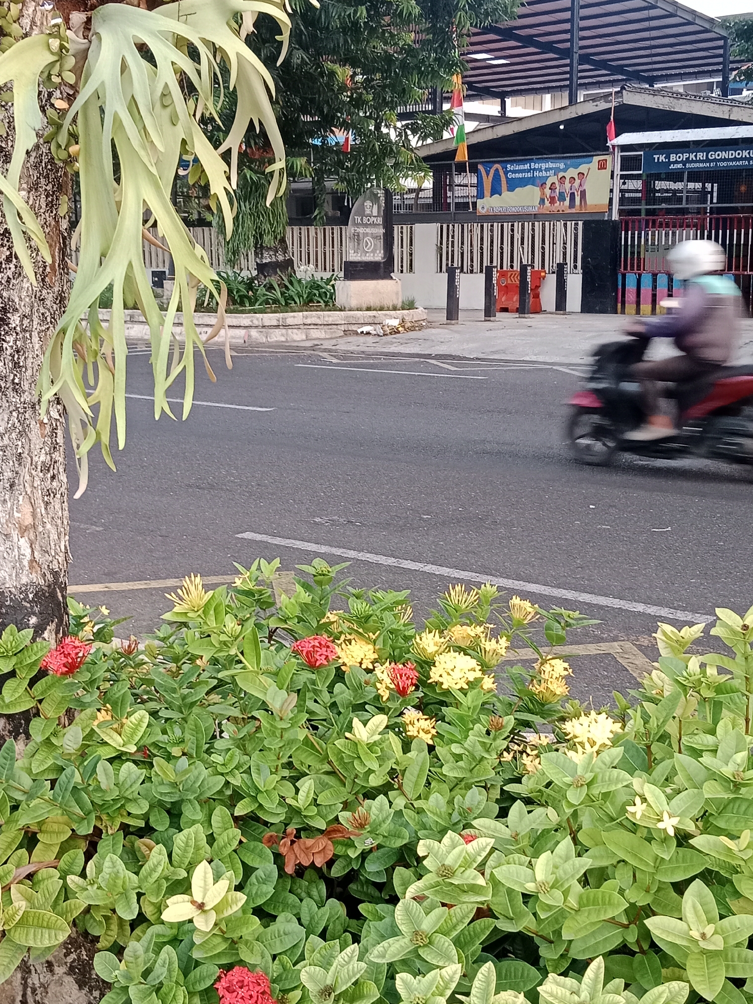 In Yogyakarta, Indonesia, the image captures a street scene with a focus on lush green foliage and vibrant flowers in the foreground, bordering a paved road. A large tree trunk with epiphytic plants is visible on the left. Across the road, a building identified by signage as "TK BOPKRI GONDOKUSUMAN JL. SUDIRMAN 87 YOGYAKARTA" is present, featuring a covered walkway and several banners. One banner displays a group of children and the text "Selamat Bergabung, Generasi Hebat!". A red motorcycle is in motion on the road, with its rider wearing a helmet and light-colored clothing, appearing blurred due to the movement. The environment suggests an urban setting with elements of nature integrated into the cityscape.