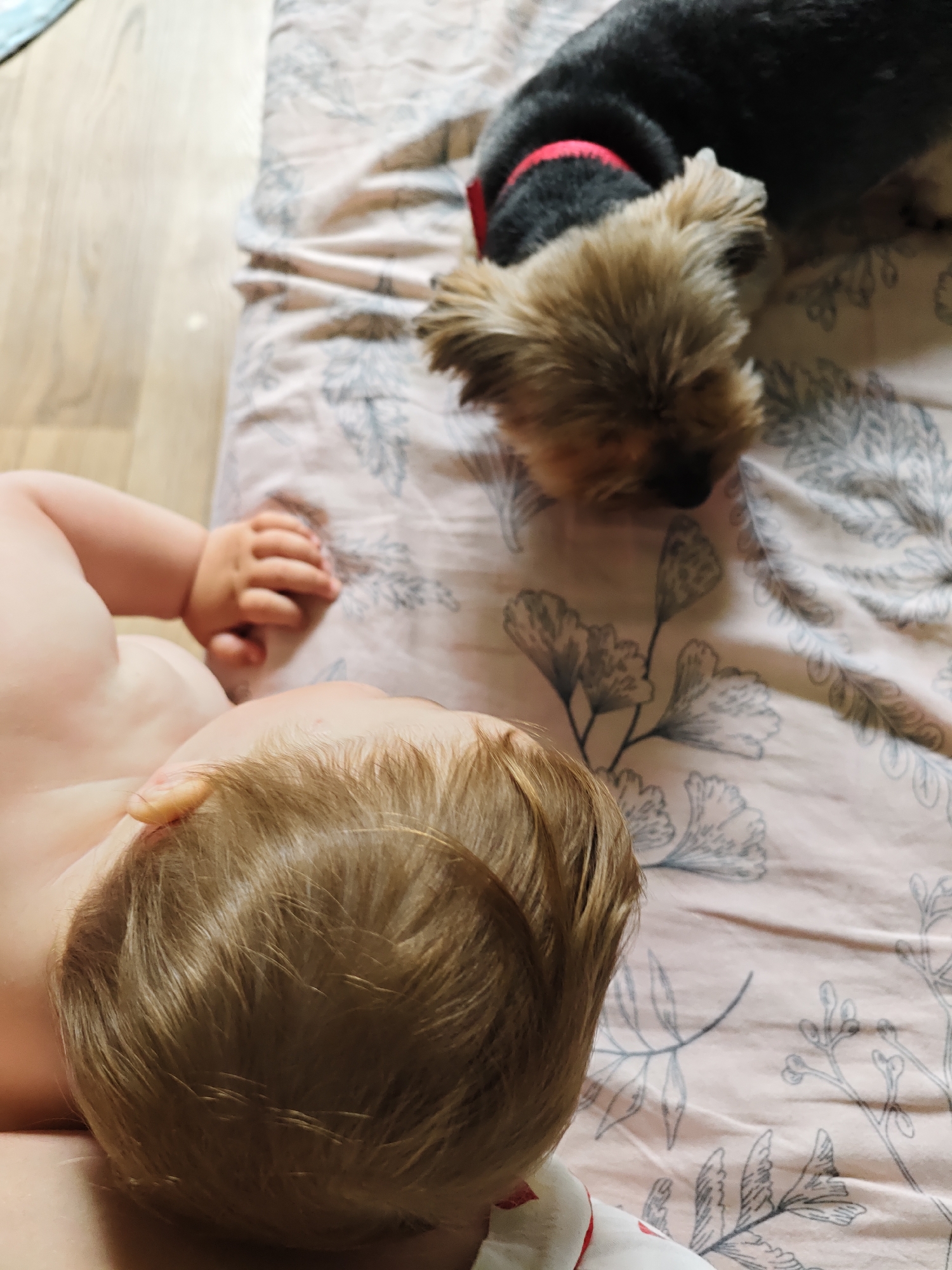 The image presents an intimate, overhead view of a baby and a small dog resting together indoors in Chaikovsky, Russia. The scene features a baby, largely visible from the back, lying on its back with light brown hair. Its fair skin and a small hand are prominent, suggesting it is either unclothed on the upper half or wearing very light attire, with a hint of white and red fabric visible towards the bottom of the frame.
Adjacent to the baby, a small Yorkshire Terrier dog is also lying down on a patterned sheet. The dog has dark grey-black fur on its body and lighter, tan-brown fur on its head and ears, and it wears a bright red collar. Its head is gently turned towards the baby, implying a moment of shared rest or quiet observation.
The bedding consists of a light pinkish-beige sheet adorned with delicate grey-green floral and leaf patterns. To the left of the bed, a segment of light-colored wooden flooring is visible, indicating an indoor setting like a bedroom or play area. The overall impression is one of peace and gentle companionship between the child and the pet. There is no visible text in the image.