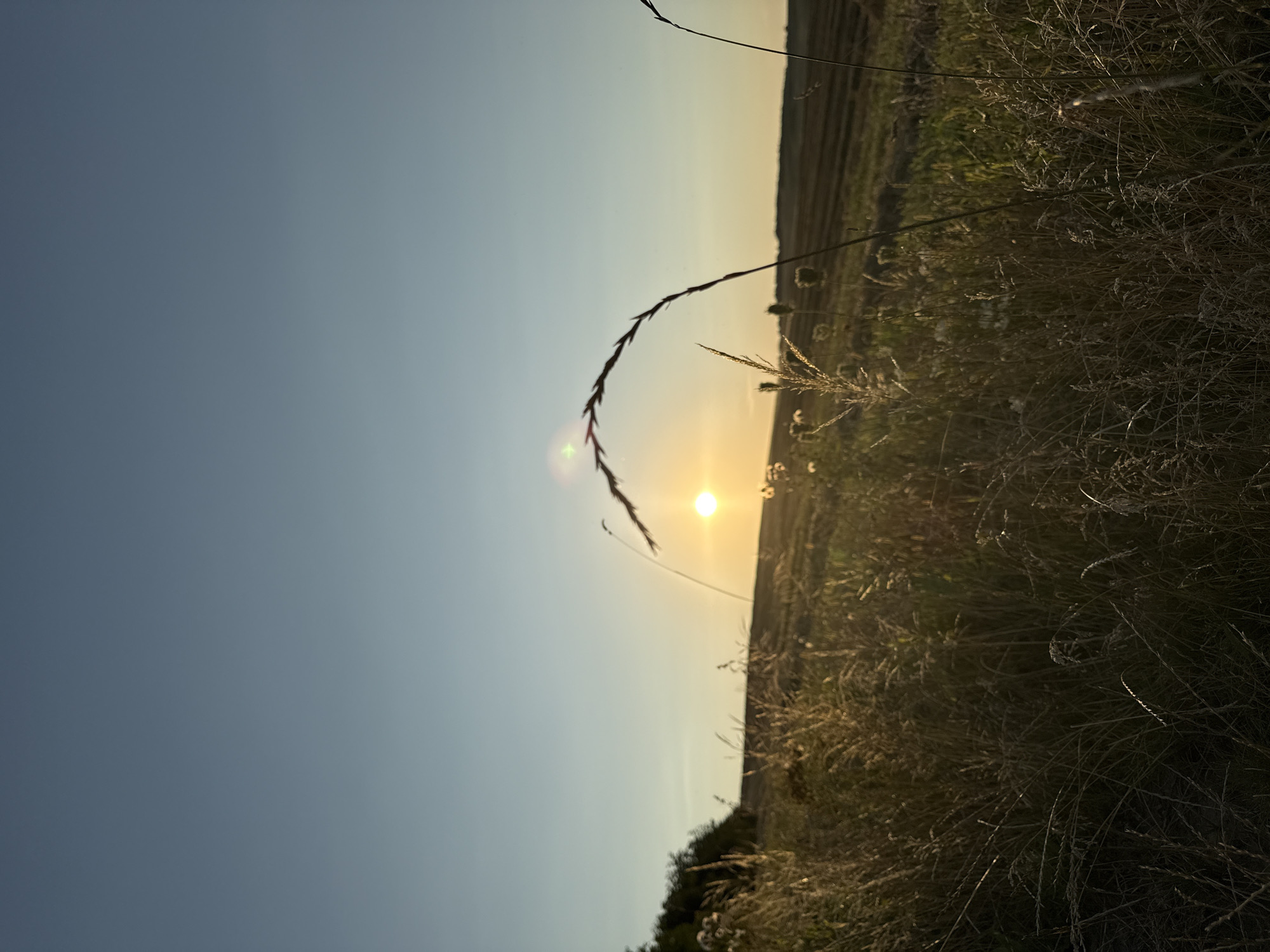The image depicts a sunlit field at dusk, with the sun low on the horizon and casting a warm glow over the landscape. Tall grasses in the foreground are silhouetted against the light, with some appearing to be in motion due to wind. In the background, a gently sloping field shows rows of crops, suggesting agricultural land. A line of trees is visible on the left side of the frame, and the sky above is a clear gradient of blue, transitioning to a lighter hue near the horizon. The overall scene conveys a peaceful, natural setting.