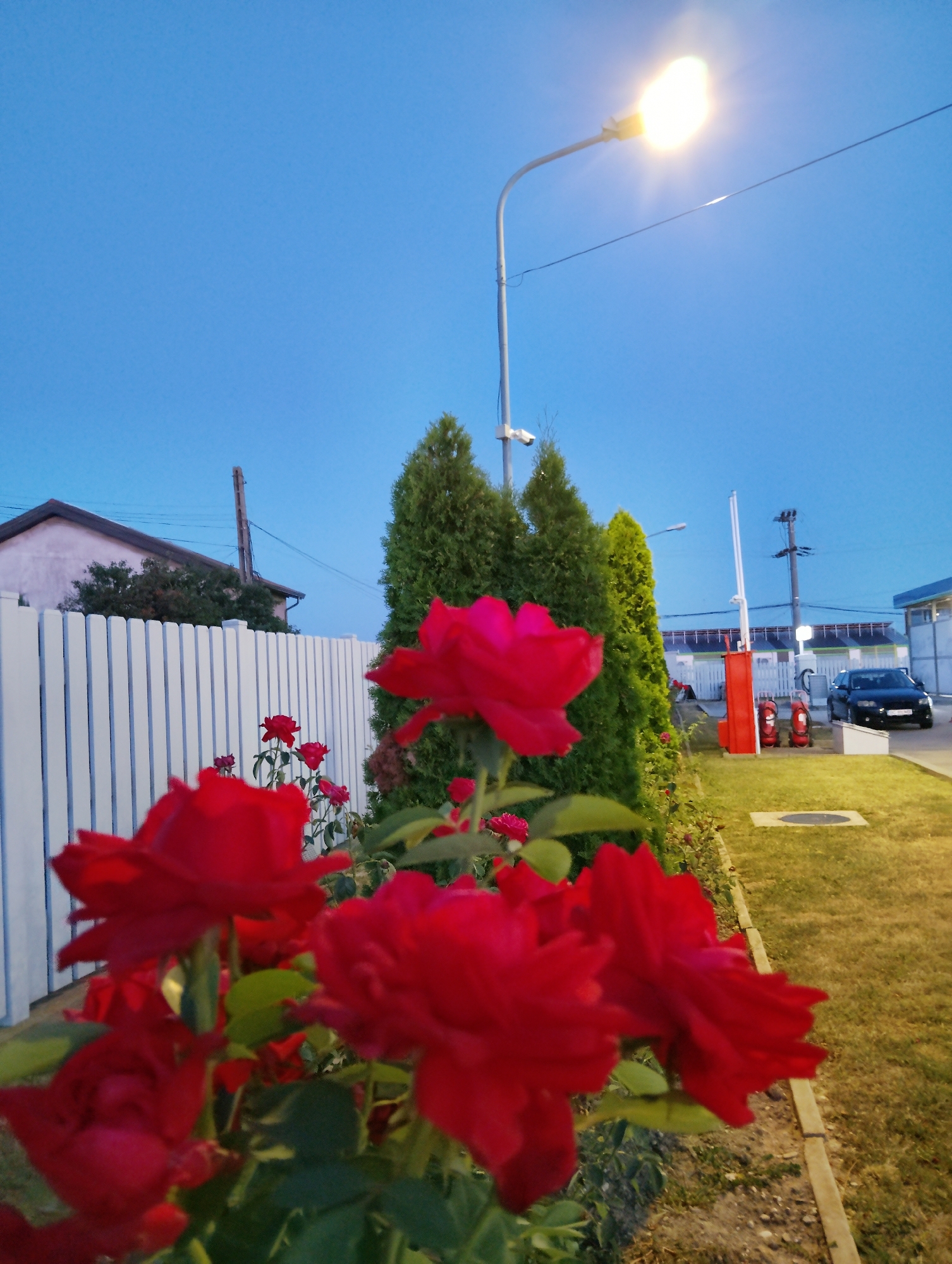 This image captures a close-up view of vibrant red roses in the foreground, with their petals unfurling against a backdrop of a clear blue sky. Behind the roses, a white picket fence stretches horizontally, separating the garden from a building on the left. Two tall, slender cypress trees stand behind the fence, adding a touch of greenery. A street lamp illuminates the scene from the upper right. In the background, a black car is parked near a gas station with red fuel pumps. The scene appears to be located in the city of Adjud, Romania, as indicated by the presence of elements commonly found in residential or public areas within the city.
