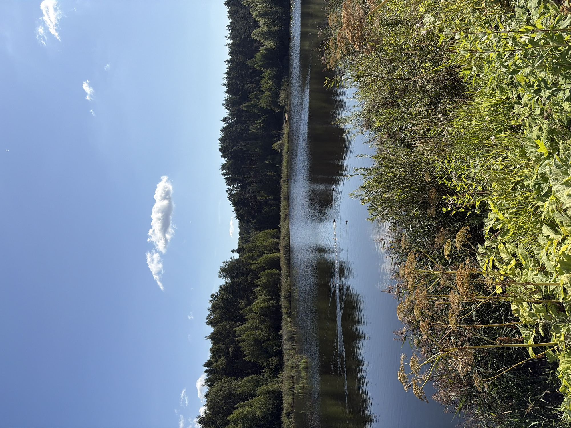 A serene lake is depicted under a clear blue sky with a few scattered clouds. The lake is surrounded by a dense, dark green forest that stretches across the horizon. In the foreground, tall grasses and wildflowers create a natural border along the lake's edge. A few ducks are visible on the water, leaving faint ripples as they move. The overall scene conveys a sense of tranquility and natural beauty in a rural or park-like setting.