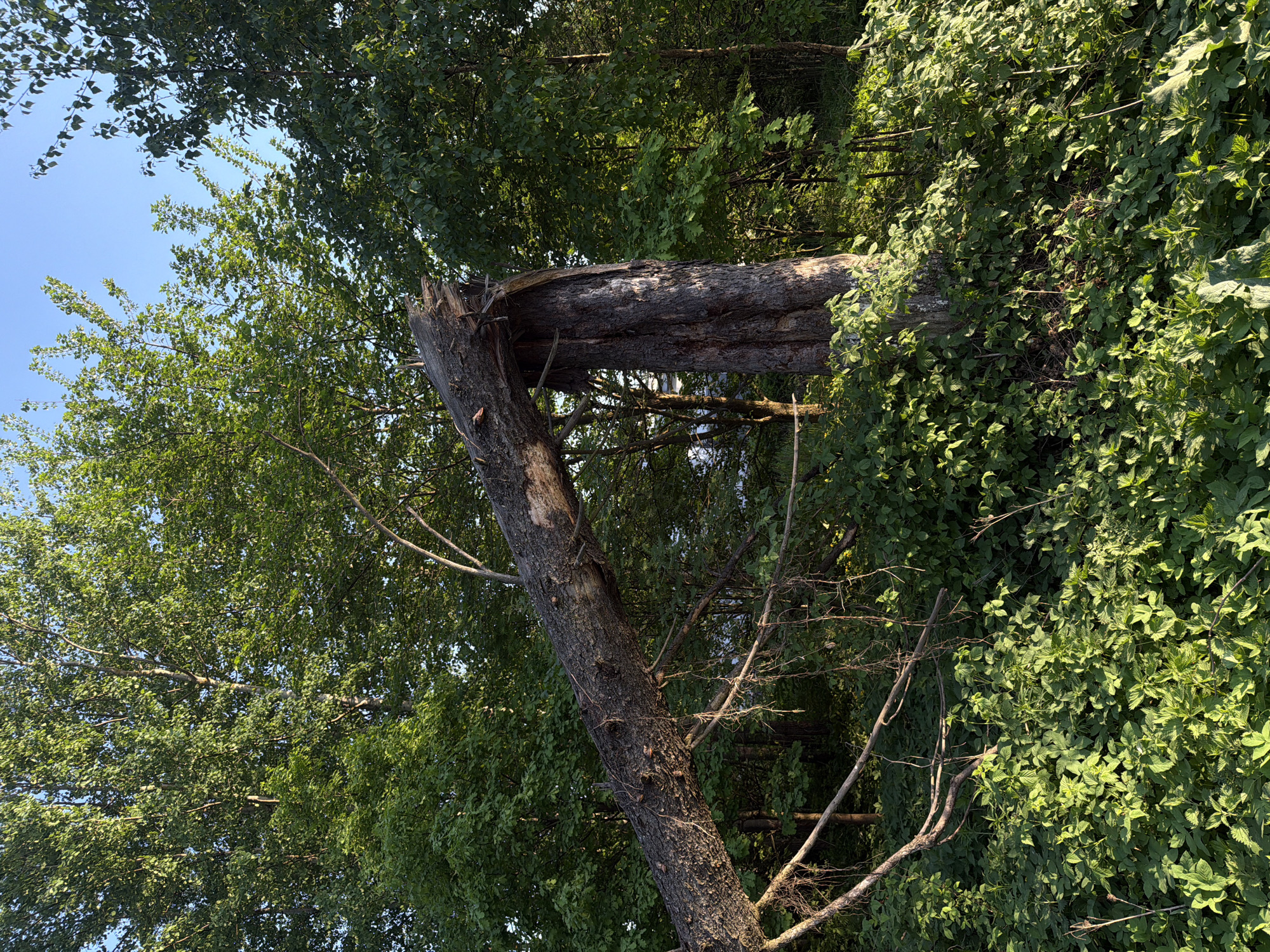 A tree has broken approximately halfway up its trunk. The upper portion of the trunk remains connected to the lower portion. The broken upper trunk lies horizontally. The lower portion of the tree trunk is visible, with green foliage, surrounded by lush green foliage. The sky is blue. The city location is unknown.