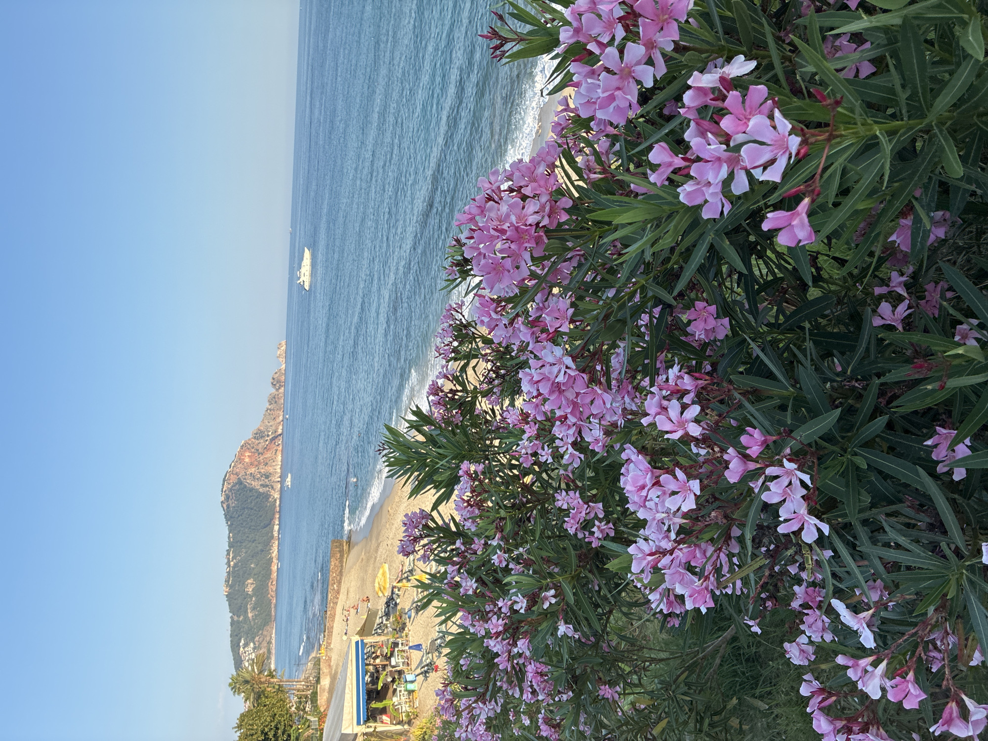 The image depicts a scenic view of a coastal area in Alanya, Turkey, with a foreground dominated by a lush cluster of pink oleander flowers in full bloom. Beyond the flowers, a sandy beach stretches along the coastline, dotted with sunbathers and umbrellas. A small beachside cafe with blue awnings is visible, with tables and chairs set up. The blue sea meets the shore with gentle waves, and a white yacht sails in the distance. In the background, a prominent hill with a town and ancient fortifications atop it rises from the landscape, characteristic of Alanya. The sky is clear and blue, indicating fair weather.