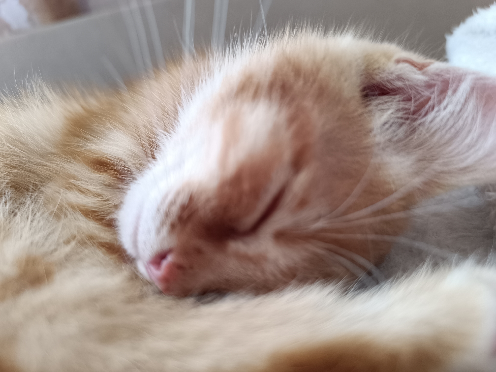 The image is a close-up, blurred photograph of a sleeping orange and white cat. The cat is curled up and appears to be resting on a soft surface. The fur is light brown and white. The cat's face is partially visible, with its eyes closed and its nose a soft pink. The background is out of focus and appears to be a neutral color. The scene is indoors, likely in a residential setting. There is no information to indicate this image is from Zelenograd, Russia.