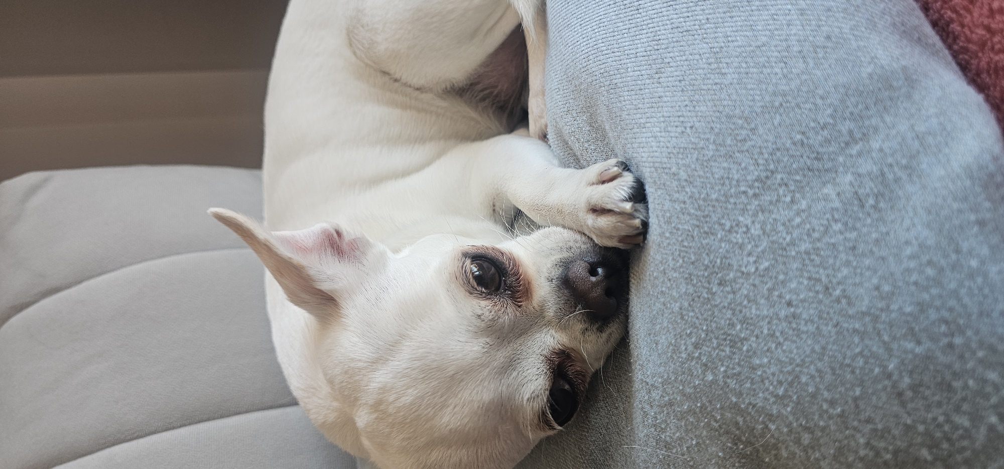 A small, white-furred dog is captured in a close-up, horizontal shot, resting on a light grey upholstered couch or cushion. The dog is lying on its side, curled up, with its head turned towards the viewer. One of its large, dark brown eyes is partially open, suggesting it might be dozing or looking up sleepily. Its black nose and part of its snout are visible, pressed gently against the grey fabric. There is some reddish-brown staining around the dog's eyes, a common characteristic in some breeds. One of its small, erect ears is prominent, showing a hint of reddish skin on the inside. A paw with visible dark nails rests near its head, tucked against the cushion. The background consists of the soft grey fabric of the couch, with a hint of a lighter, possibly beige, background element further behind the dog, and a small reddish-pink fabric item in the top right corner. The lighting appears bright and even, indicating an indoor setting during the daytime, likely a comfortable home in Manilva, Spain. The dog conveys a sense of peaceful relaxation and comfort. No visible text is present in the image.