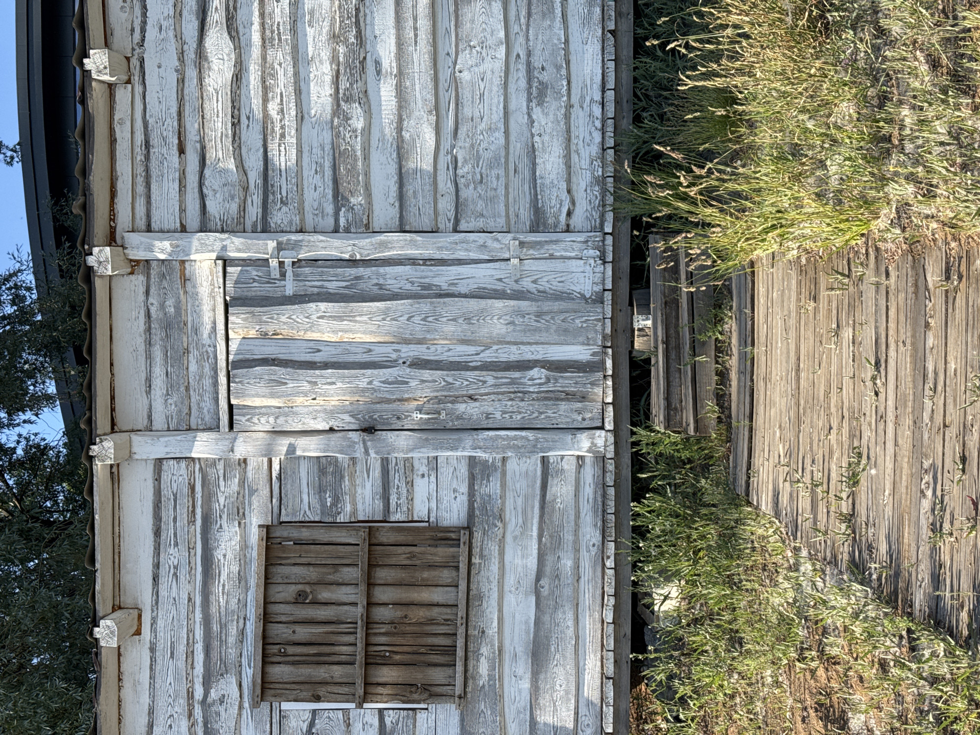 An outdoor scene in Izhevsk, Russia, depicts a weathered, single-story wooden building or shack with a wooden walkway leading to its entrance. The building's exterior consists of horizontal, rough-hewn wooden planks, many of which show significant wear, with peeling white paint revealing greyed, raw wood underneath. The structure is slightly elevated from the ground on visible wooden supports.
A narrow, vertically planked wooden door, consistent in material and weathering with the walls, is centrally located on the building's facade. A simple metal latch mechanism is visible on the right side of the door. To the left of the door, a small rectangular window is covered by a closed, darker brown wooden shutter composed of vertical planks reinforced by two horizontal cross-pieces. Above the building's eaves, two intricately carved, white-painted wooden brackets protrude, supporting a dark, wavy-patterned roof.
The wooden walkway in the foreground is constructed from horizontal planks, displaying natural wood grain and signs of aging, with some small green plants growing between its gaps. Sparse, light green and brown vegetation, including grasses and weeds, grows on either side of the walkway and beneath the elevated building. The ground surrounding the walkway appears dry and somewhat sandy. The scene is illuminated by natural sunlight, casting distinct shadows and highlighting textures. In the upper background, dark green tree foliage is visible against a clear blue sky, with a portion of a dark, curved architectural structure partially visible behind the tree on the right. No people or animals are present.