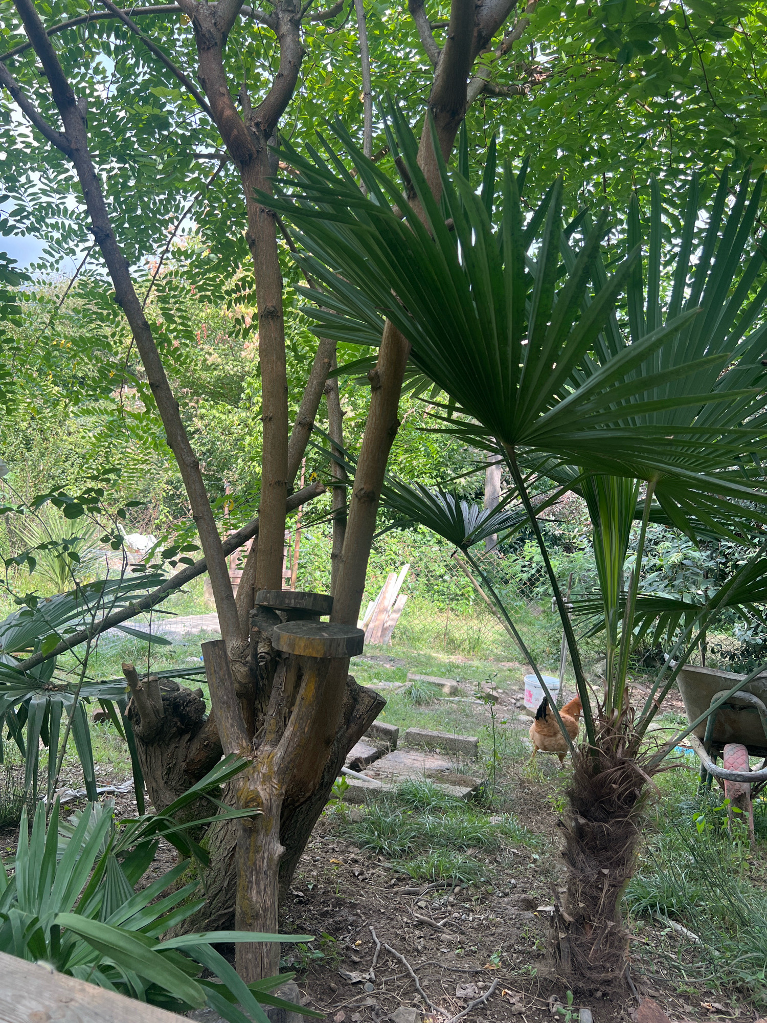 The image depicts an outdoor scene in a garden, likely in Sokhumi, Abkhazia, characterized by lush greenery and a natural, somewhat unkempt environment. In the foreground, several tree trunks are prominent, with a large, thick tree stump serving as a base for what appear to be crudely cut wooden seats or platforms. To the right of this, a young palm tree with a shaggy trunk stands amidst the grass.
A chicken, primarily brown and black, is visible in the mid-ground, walking on the grassy ground. Behind the chicken, a rusty wheelbarrow is present, partially obscured by vegetation. Further in the background, a wire fence runs horizontally, separating different areas of the garden. The overall impression is of a natural, perhaps rustic, backyard or garden setting, with elements of cultivated plants alongside more wild growth. The lighting suggests it is daytime, with sunlight filtering through the dense canopy of leaves overhead.
