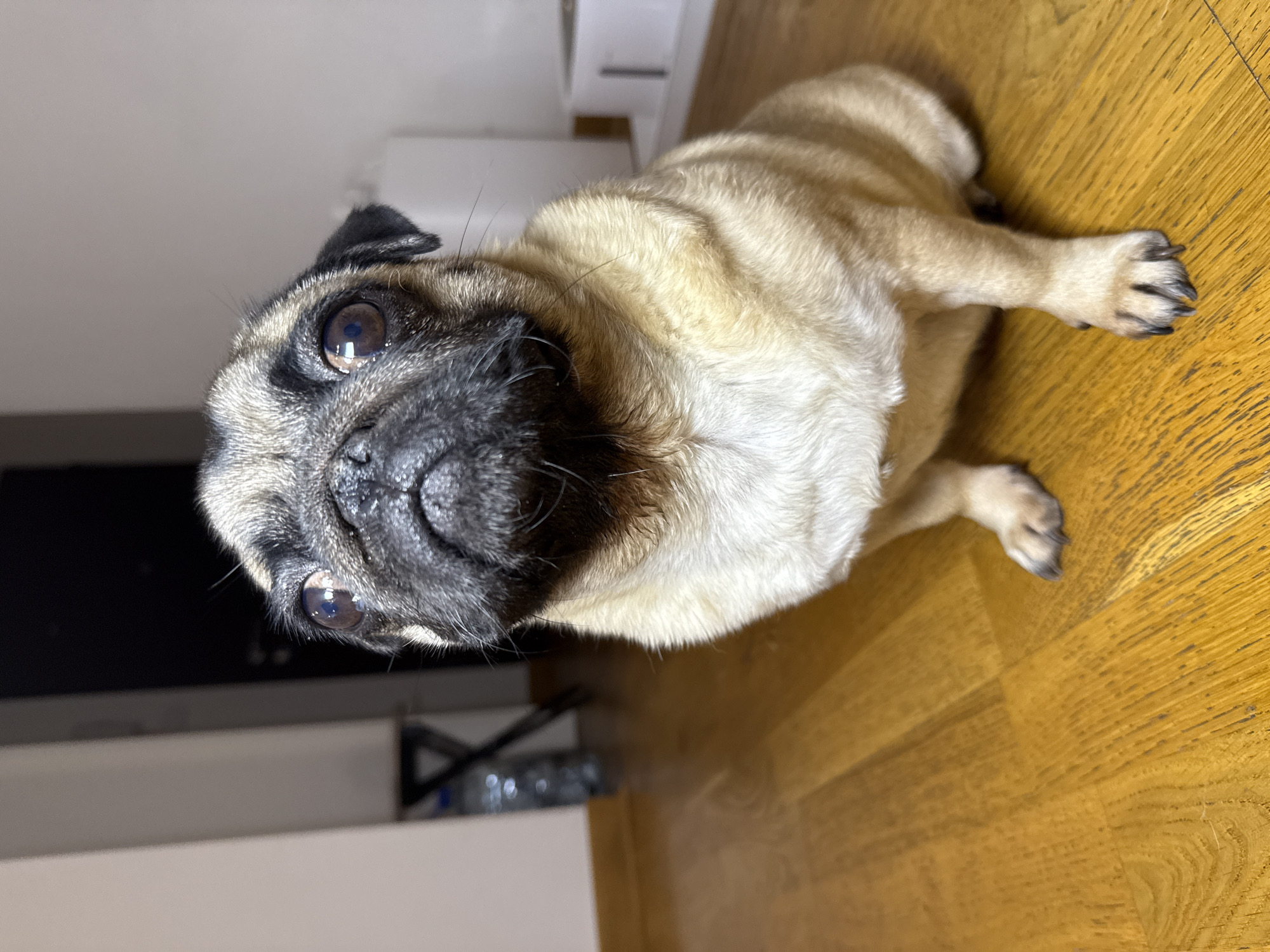 A pug dog sits on a wooden floor, looking upwards. The pug is fawn-colored with a black mask and ears. Its eyes are large and dark, and its snout is wrinkled. The floor is made of light-colored wood planks with a visible grain. In the background, a doorway leads to a darker area, and a partially visible white object, possibly a container, is present. A few water bottles on a stand can be seen to the left, and a portion of a wall is visible. The lighting appears to be artificial, casting soft shadows.