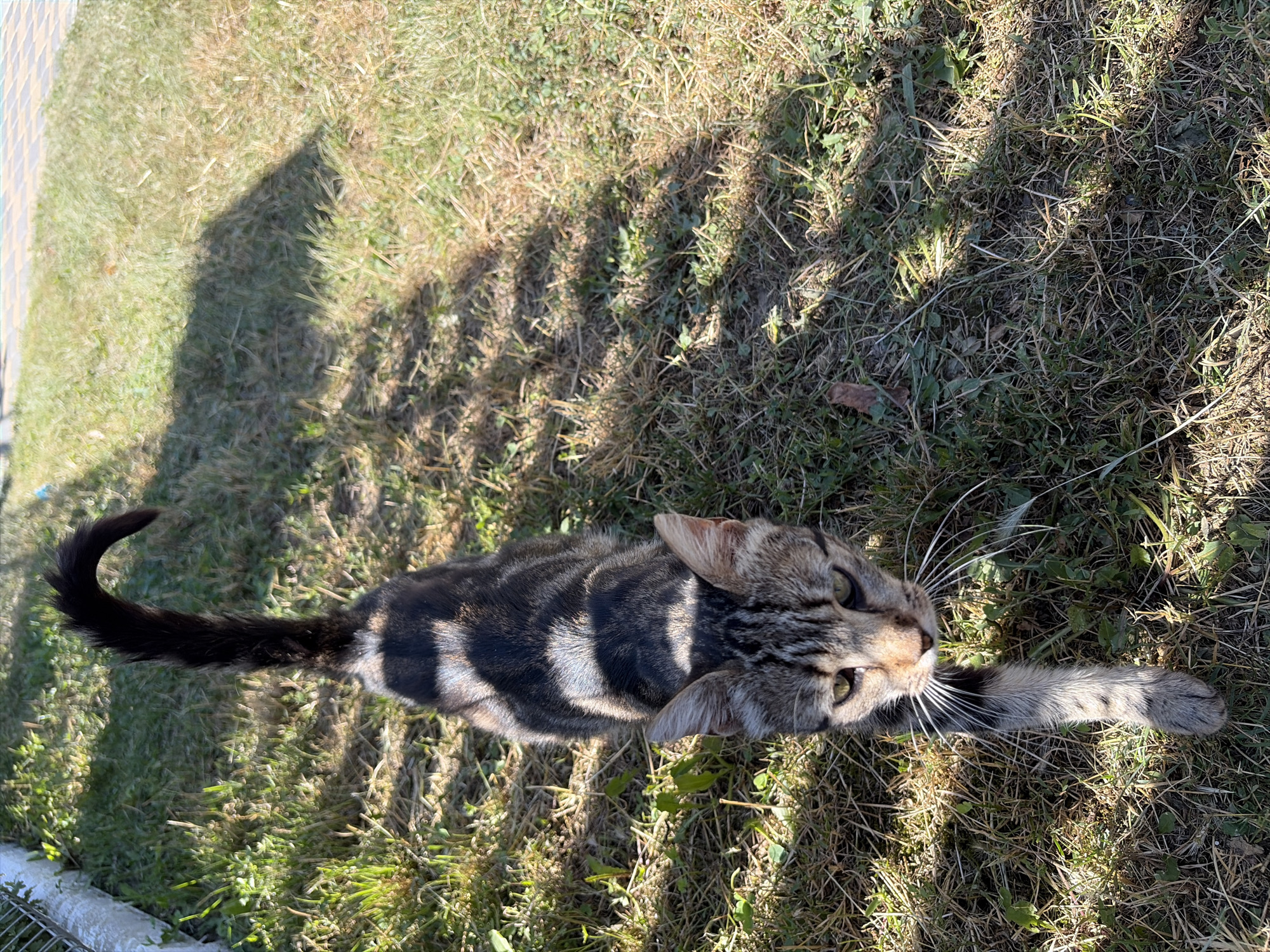 A tabby cat walks on grass in Oxentea, Moldova. The cat is facing the camera and is in the center of the frame. The cat's fur is a mix of gray, black, and brown stripes. The cat has green eyes and a long, bushy tail that is curled over its back. The grass is dry and patchy in some areas, with some green blades scattered throughout. There is a shadow cast over the grass from a tree or building. In the background, there is a white fence and a paved area. The lighting suggests it is daytime, possibly late morning or early afternoon.