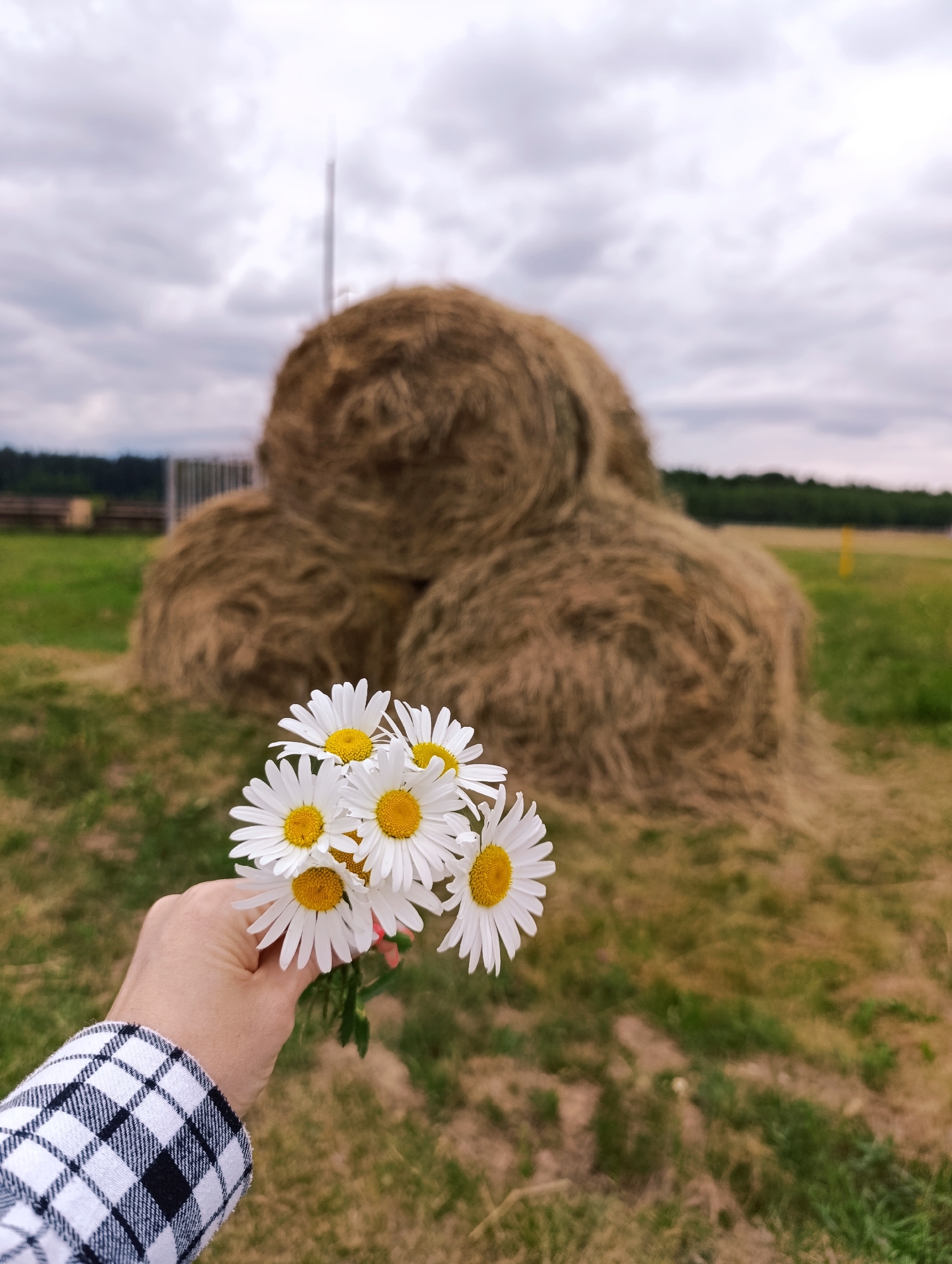 A person's hand, wearing a black and white checkered shirt, holds a bouquet of white daisies with yellow centers. The flowers are in the foreground, with a cluster of large, round hay bales in the background. The hay bales are stacked in a pyramid-like formation. The scene is set in a grassy field under a cloudy sky. In the distance, a line of trees is visible, along with what appears to be a fence and possibly a building. The overall environment suggests a rural or agricultural setting, potentially in the city of Ivanovskoe, Russia.