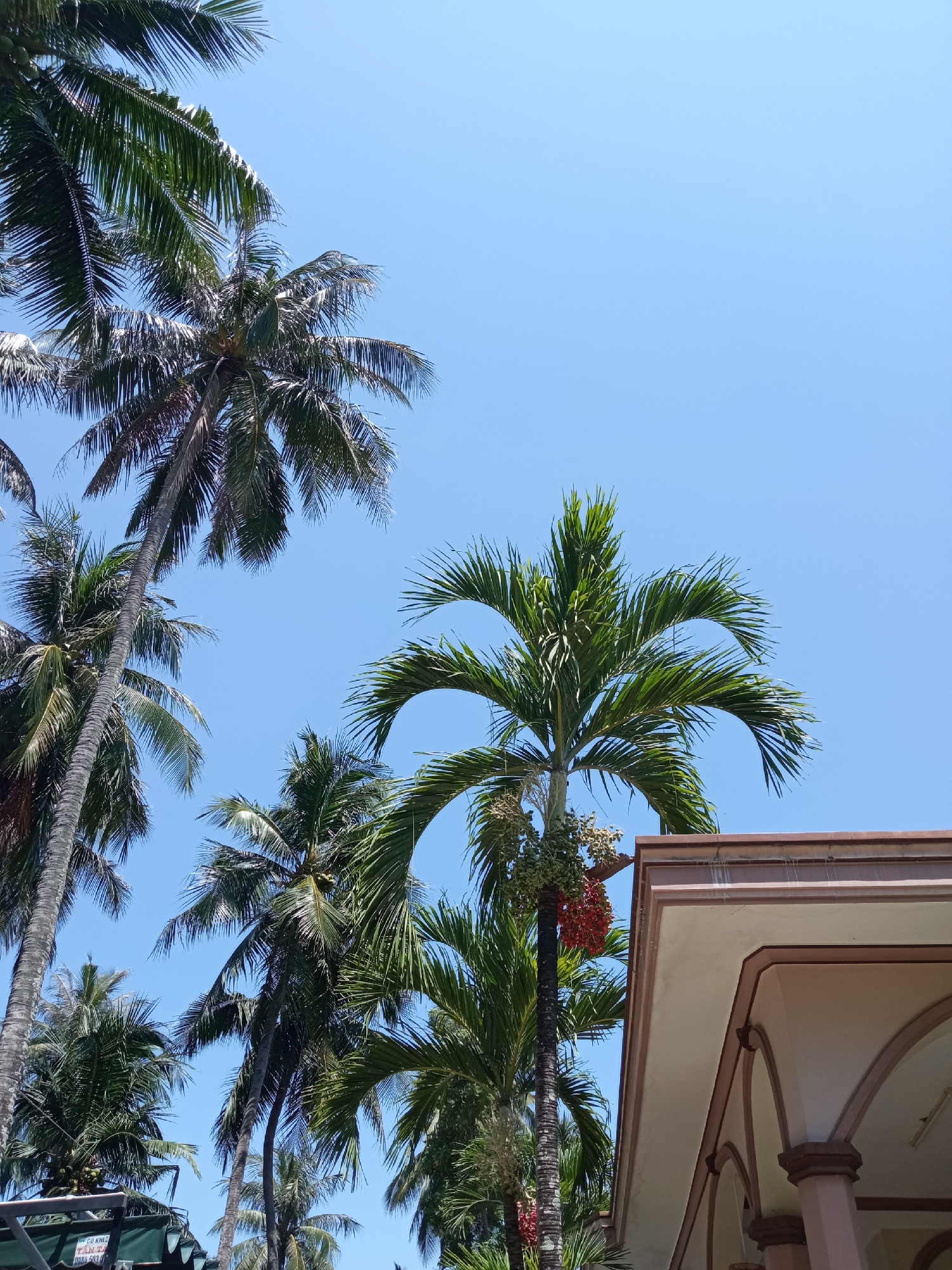 A low-angle, full shot captures several palm trees against a clear, bright blue sky. The fronds of the palm trees are lush green, with some showing signs of dryness and wind damage. One palm tree, located in the center right of the frame, bears clusters of bright red fruit. Partially visible in the bottom right corner is the roofline of a building, characterized by a light cream-colored facade with a reddish-brown trim along the roof edge and arched openings. The building appears to be a structure within a city, possibly a resort or a residential building, given the presence of palm trees. The overall atmosphere is that of a sunny, tropical day. This scene could be located in the city of Nha Trang, Vietnam, known for its beaches and palm-lined streets.
