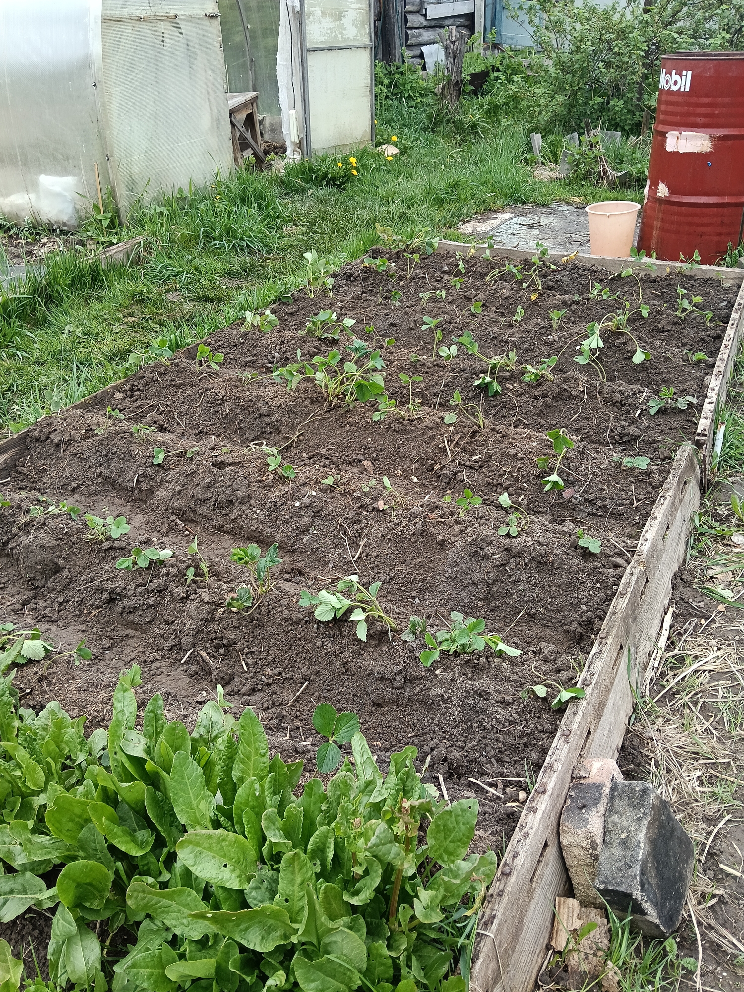 The image shows a raised garden bed in a rural setting. The bed is constructed of wooden boards and contains rows of young strawberry plants. Weeds are present throughout the bed and surrounding area. A greenhouse is visible in the background, along with a red "Mobil" branded barrel. A tan bucket is next to the barrel. A patch of leafy green plants (possibly sorrel) is in the foreground along the edge of the bed. A concrete block is leaning against the wooden board of the garden bed. The location is Unknown, Unknown.