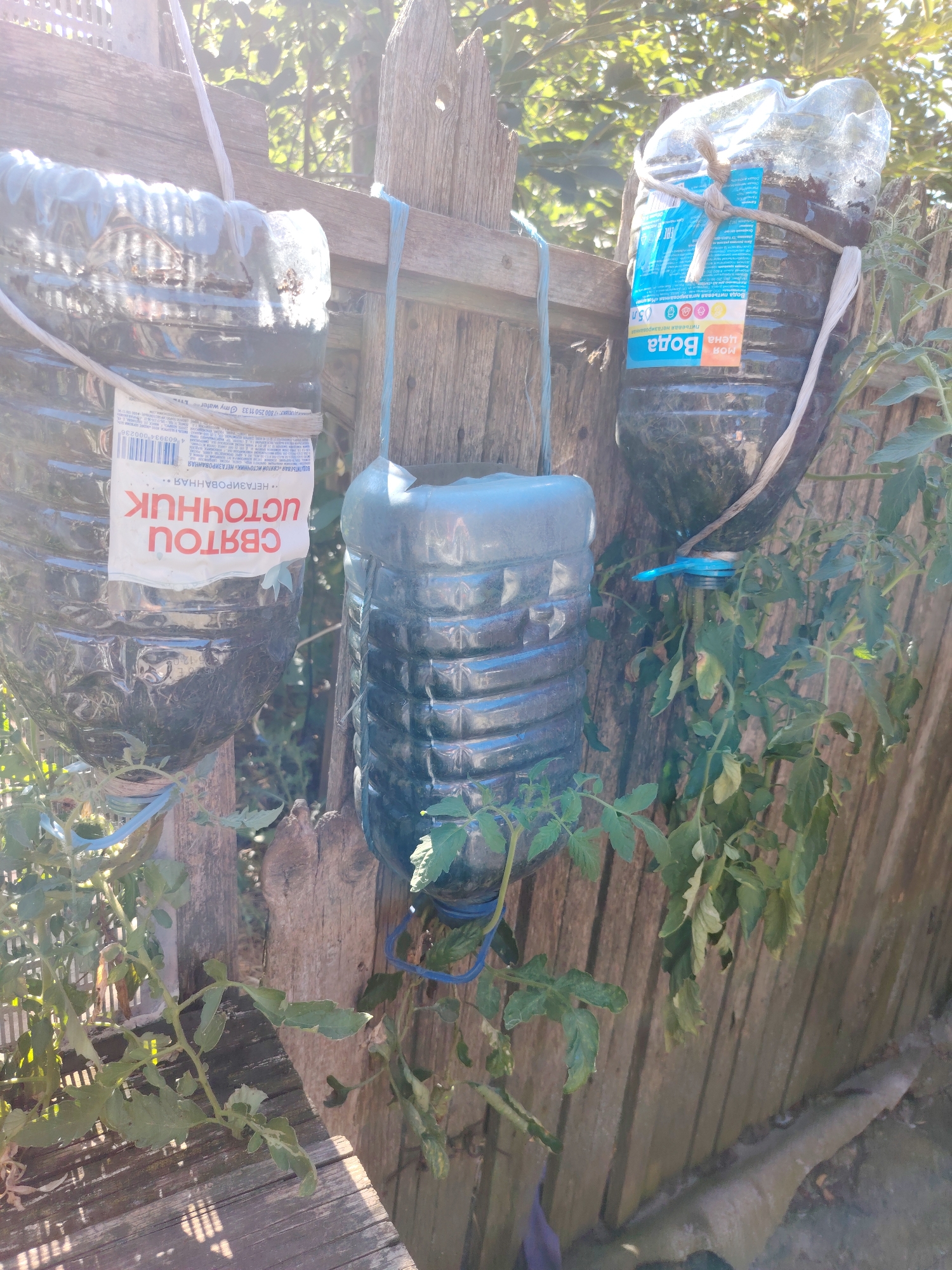 Three repurposed plastic bottles are suspended from a weathered wooden fence in a rural or garden setting, likely in the village of Stepnoye, Russia. These bottles appear to be used as planters, with soil and small plants, possibly tomato plants, visible within them. One bottle, on the left, has a white label with Cyrillic text. The bottles are secured with twine and what looks like blue plastic ties. The background consists of more wooden fencing and lush green foliage, illuminated by bright sunlight. The overall scene suggests a resourceful and DIY approach to gardening.