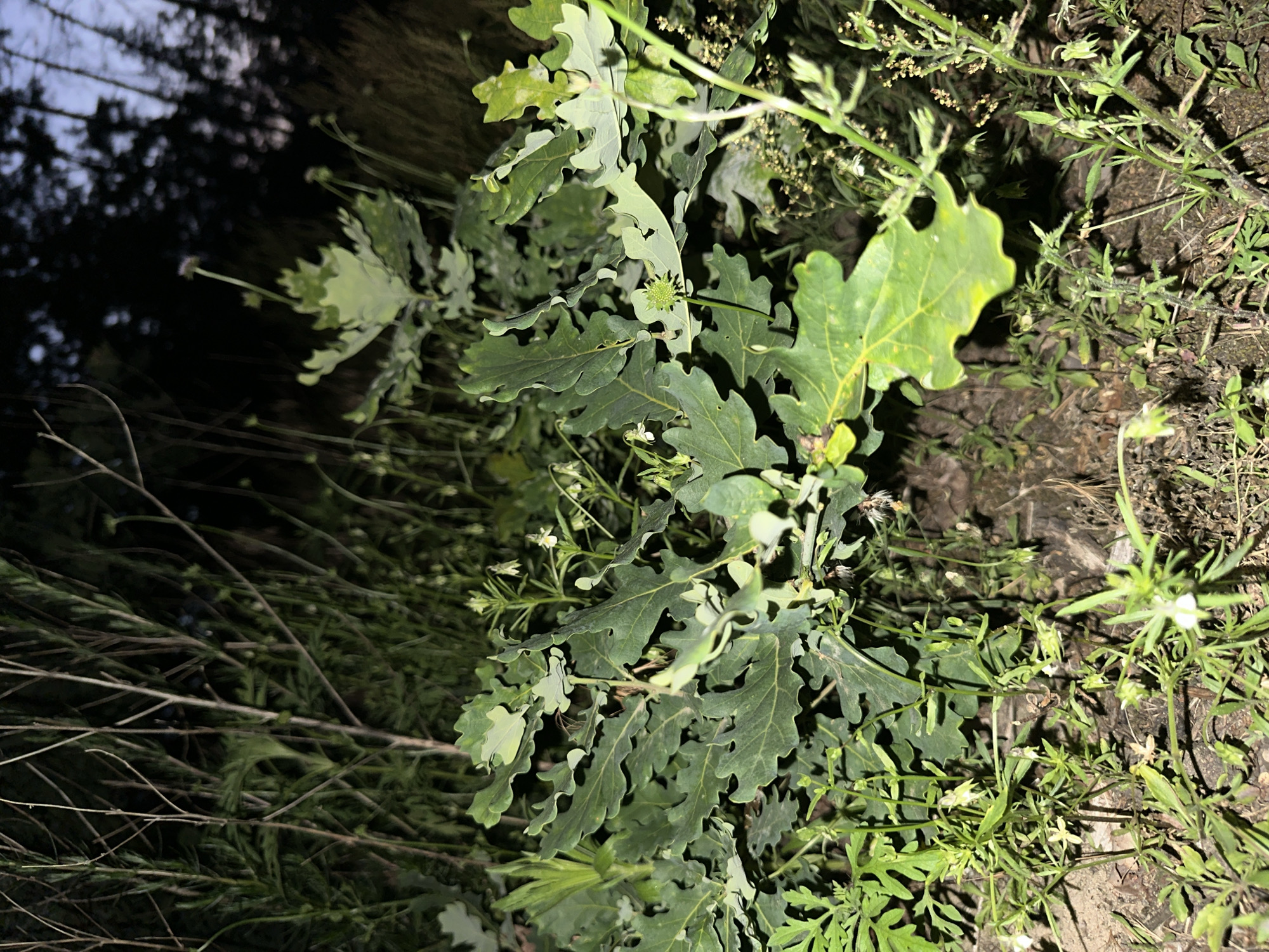 A close-up, low-angle shot captures a cluster of oak leaves and other vegetation at dusk in an outdoor setting. The oak leaves, with their characteristic lobed shape and deep green color, are the most prominent subjects, with some showing slight damage and yellowing. Small white flowers and delicate green stems are scattered throughout the lower portion of the frame, suggesting a natural, unmanicured environment. The background is dark and blurred, with the silhouettes of trees visible against a dusky sky, indicating the image was taken in a wooded or park-like area as daylight fades. The lighting is dim, with the leaves and plants illuminated from an unseen source, creating subtle shadows and highlighting the textures of the foliage. The scene appears to be undisturbed, with no people or animals present. The overall impression is one of quiet natural beauty at the end of the day.