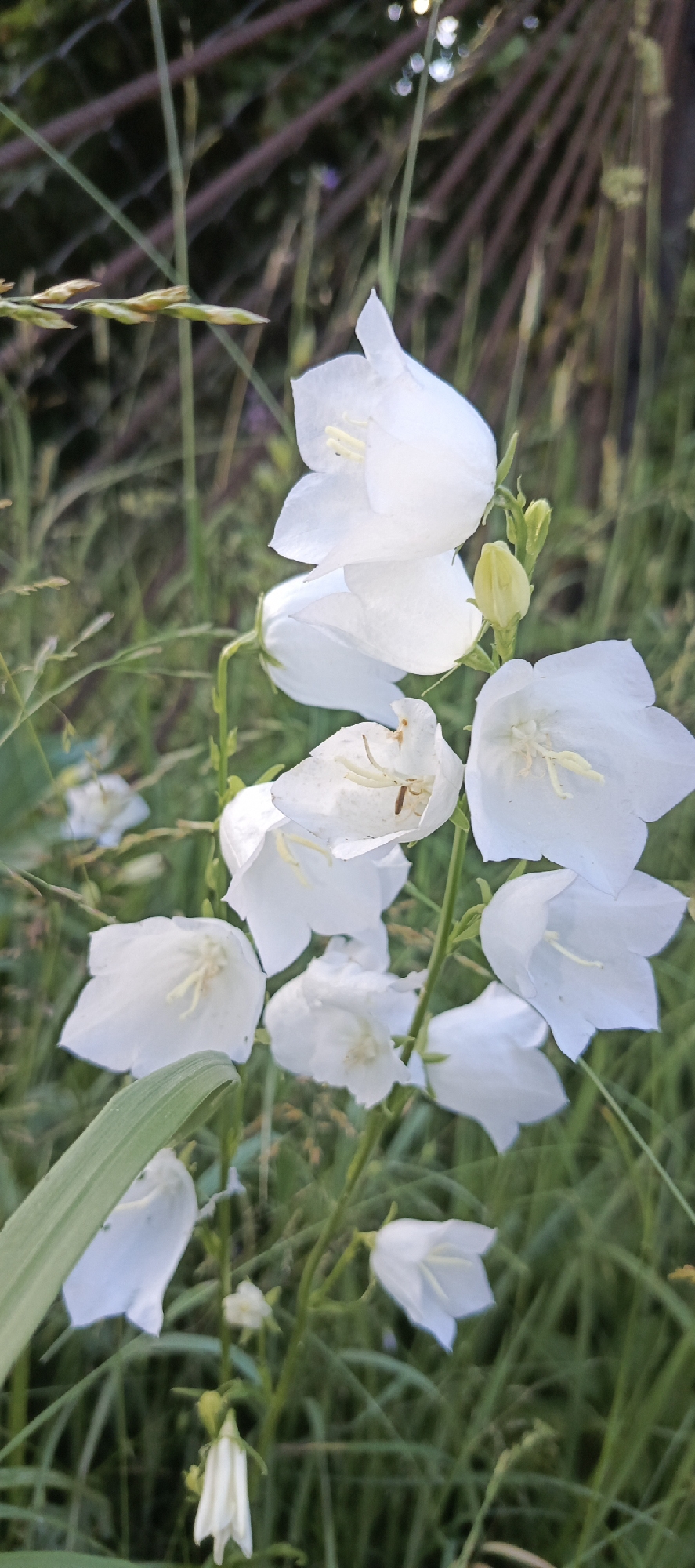 This media file features a cluster of white bellflowers with prominent yellow stamens, set against a backdrop of green grass and foliage. A dark, out-of-focus fence runs along the top of the image, suggesting an outdoor, possibly garden or meadow, setting. Some of the bellflowers are fully open, revealing their delicate petals and reproductive parts, while others are still in bud. The lighting suggests it might be daytime, with soft light illuminating the flowers. The overall impression is one of natural beauty and tranquility, with the focus squarely on the intricate details of the flowers. There is no text visible in the image. The location context is provided as Мерчалово Снт, Russia, which further solidifies the outdoor, potentially rural or suburban, setting.