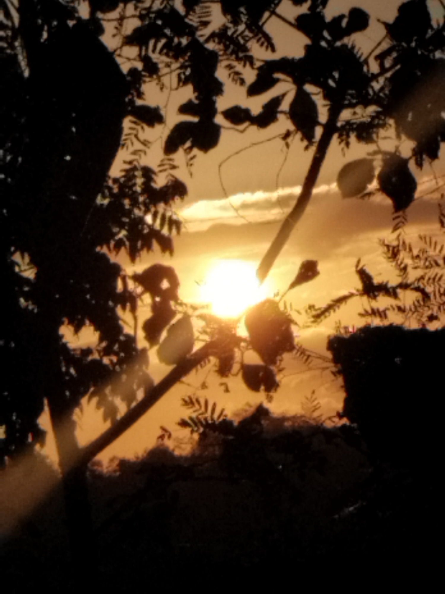 A silhouette of a tree with leaves against a sunset. The sun is low in the sky, casting a warm orange glow. The sky is filled with clouds, which are illuminated by the setting sun. The leaves of the tree are dark against the bright sky, and the branches are silhouetted. The image appears to be taken from a low angle, looking up at the tree and the sky. The scene is peaceful and serene.