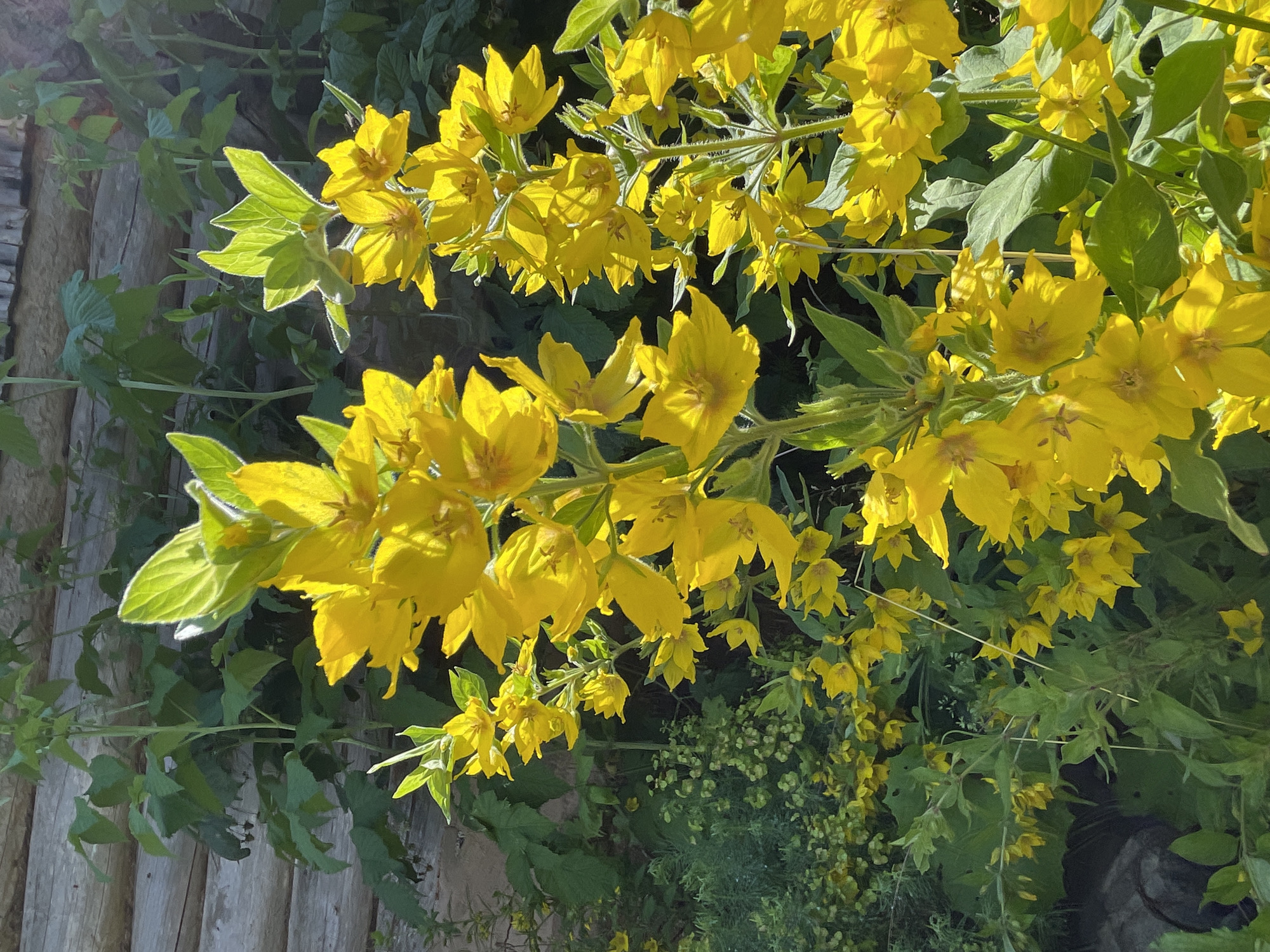 This image shows a close-up of bright yellow flowers blooming in front of a weathered wooden wall, likely part of a building in Дресвяново, Russia. The flowers are arranged in clusters on long stems, with vibrant green leaves interspersed. The wooden wall, constructed of horizontal logs, serves as a rustic backdrop. Sunlight illuminates the flowers, creating highlights and shadows that add depth to the scene. The overall impression is one of natural beauty within a rural or semi-rural setting.