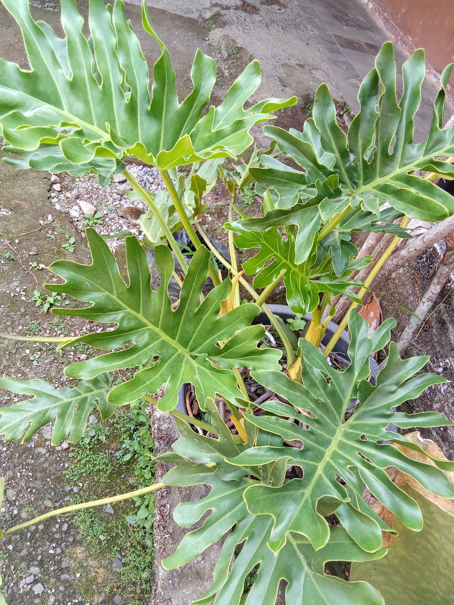 In the city of Subang, Indonesia, an overhead shot captures a close-up of a large, tropical plant with deeply lobed, dark green leaves. The plant is situated outdoors, likely in a garden or yard, as evidenced by the rough, gravelly ground and scattered stones surrounding it. A portion of a concrete walkway and a brown, textured wall are visible in the background. The plant is in a dark pot, and its thick, yellow-green stems are prominent, supporting the expansive foliage. The leaves exhibit a glossy texture and have a wavy, serrated edge, with lighter green veins running through them. Some dry, brown leaves are also present, intermingled with the vibrant green. The overall impression is one of lush, natural growth within a domestic or semi-urban setting.