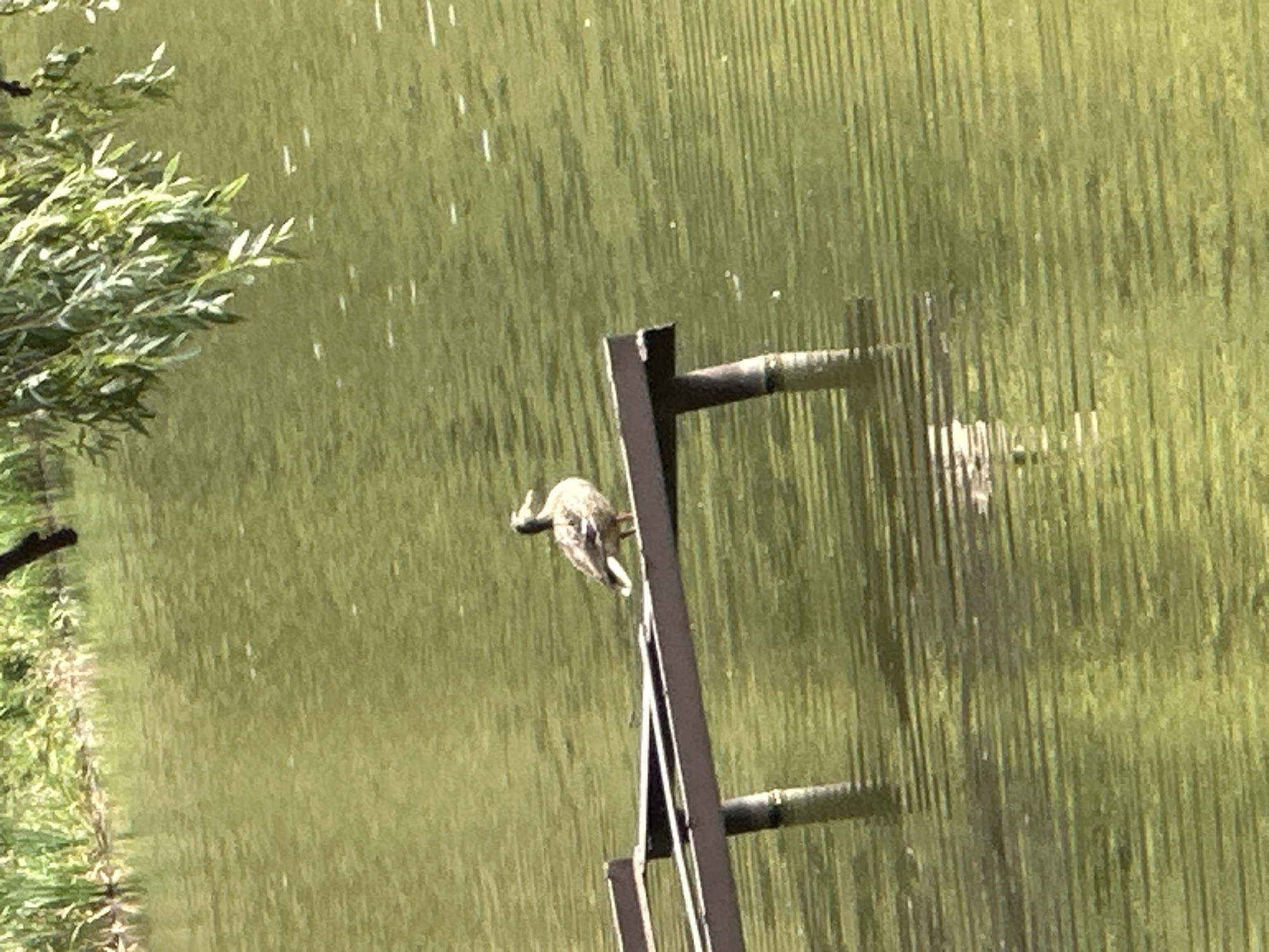 A lone duck stands on a wooden pier in a body of green water. The pier is made of dark wood and has metal supports. In the background, lush green foliage is visible, with some tree branches hanging over the water. The water has a rippled texture, reflecting the surrounding environment. The scene appears to be a natural outdoor setting, possibly a pond or lake. The image does not contain any indications of its specific location within the city of Makiv, Ukraine.