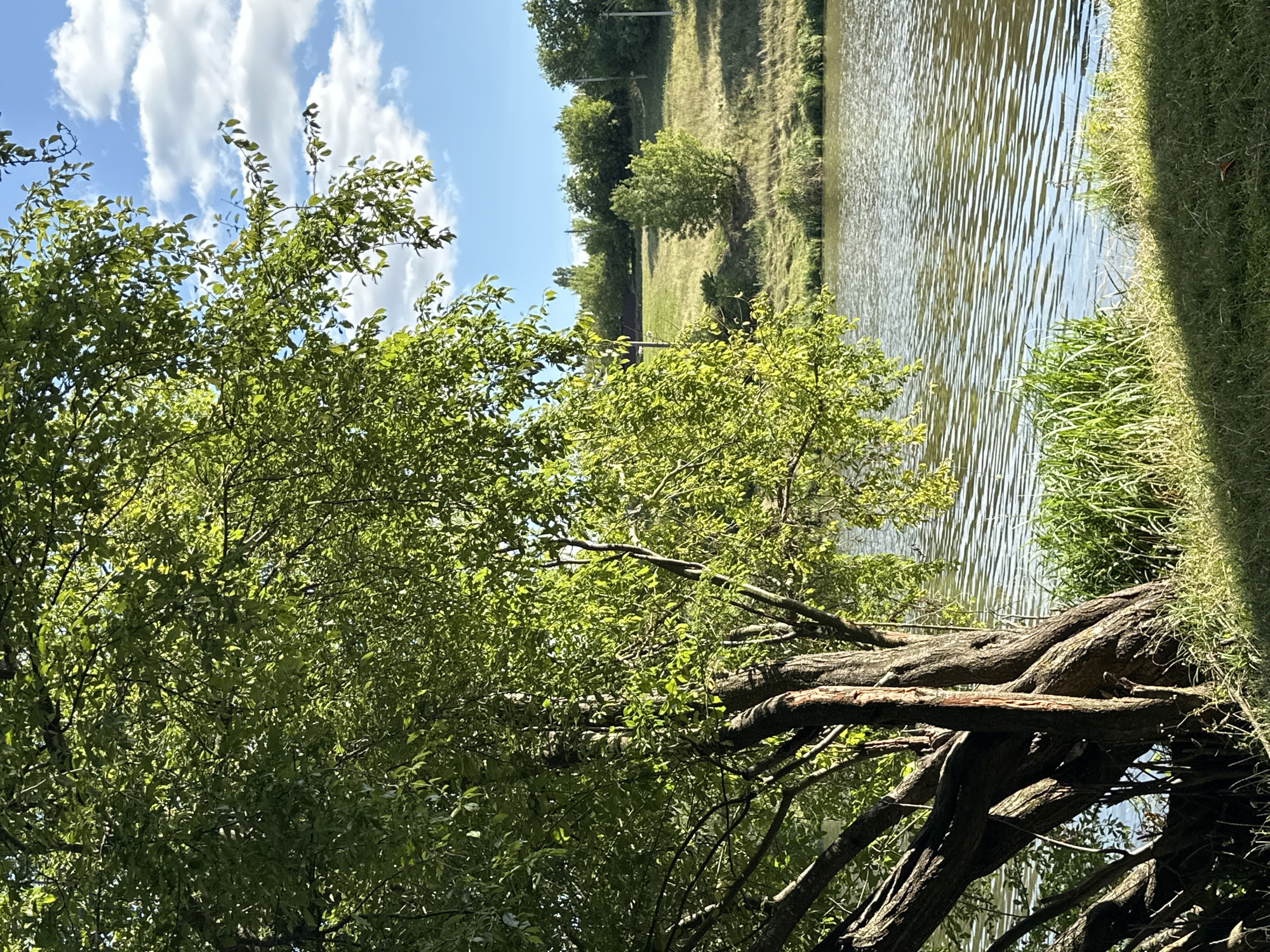 The image shows a lakeside view in the city of Makiv, Ukraine. In the foreground, a large tree with lush green leaves leans towards the right, its trunk gnarled and textured. Sunlight filters through the canopy, dappling the ground below with shadows. Adjacent to the tree, tall green grass grows along the water's edge. The lake itself occupies the middle ground, its surface rippled by a gentle breeze, reflecting the sky and the trees. On the opposite bank of the lake, a grassy slope rises, dotted with trees and shrubs. The sky above is a bright blue, punctuated by scattered white clouds. The overall scene conveys a peaceful, natural setting.