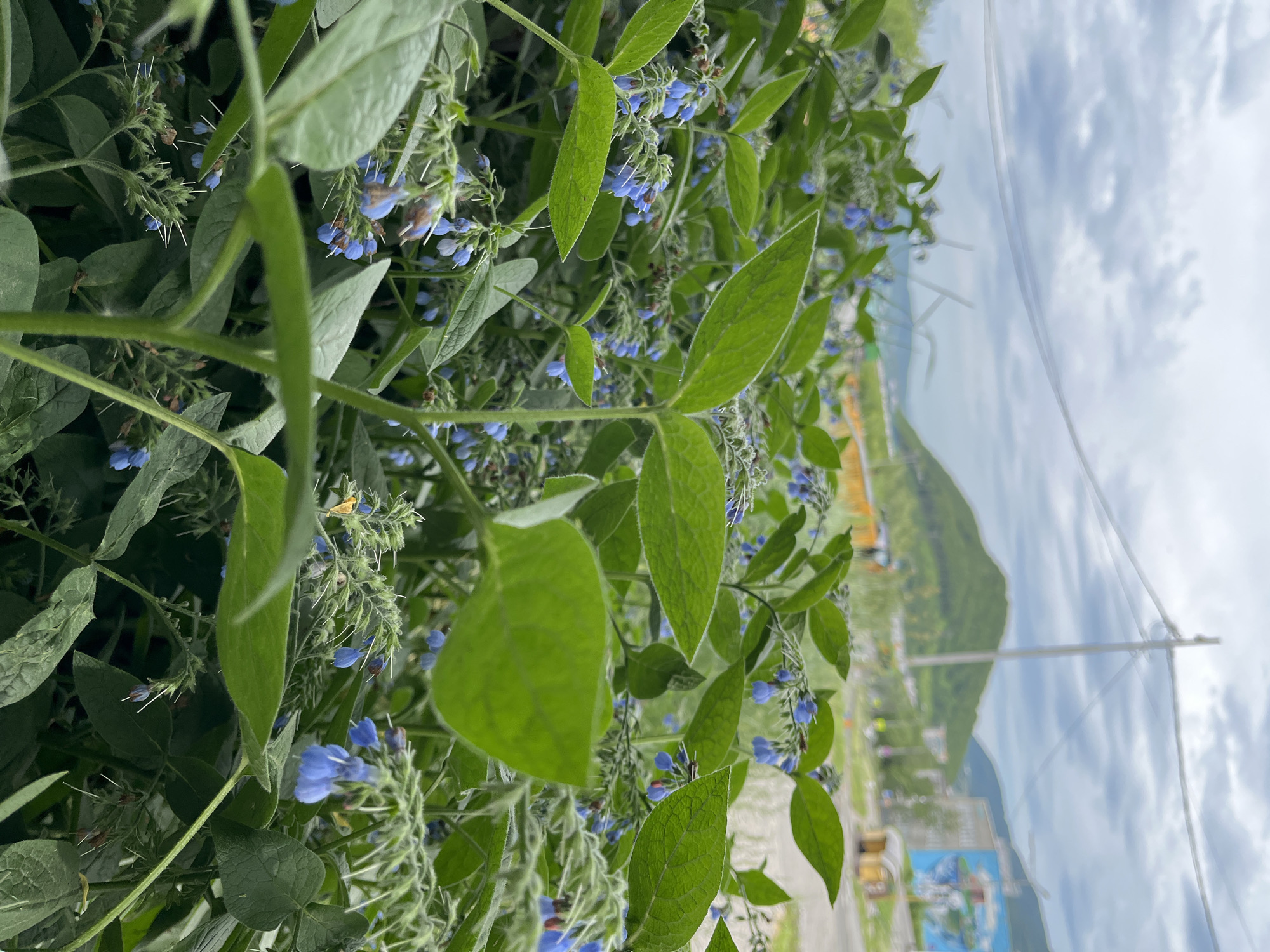 The image captures a close-up view of flowering plants with small blue blossoms and broad green leaves, set against a blurred background of an urban environment and a cloudy sky. The plants are the primary subject, filling the foreground and mid-ground. Beyond the vegetation, a road is visible, with buildings and a prominent green hill in the distance. A utility pole and wires are also present in the background. The scene suggests an outdoor setting in Petropavlovsk-Kamchatsky, Russia, likely during a temperate season given the lush greenery and the cloudy, potentially cool, weather indicated by the sky. There are no people or animals visible in the image. The overall impression is one of nature encroaching on or existing alongside an urban landscape.