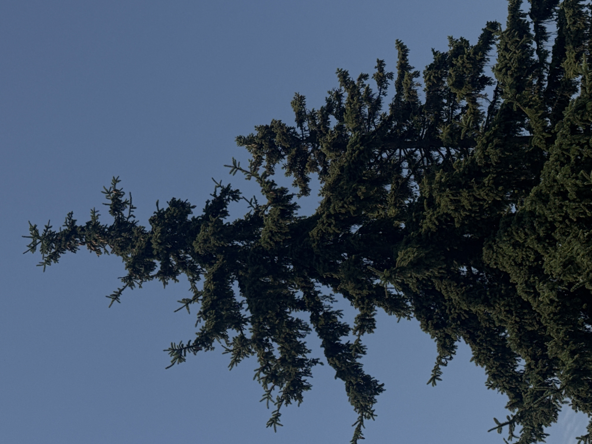 The image is a low-angle shot of a large, dark green evergreen tree against a clear, light blue sky. The tree has a dense canopy with many branches extending outwards. The texture of the needles is visible, and some small cones are present. The image appears to be taken during daylight hours. The specific location in Hainburg an der Donau, Austria, is not discernible from the image itself. There are no people or other discernible objects or actions in the frame.