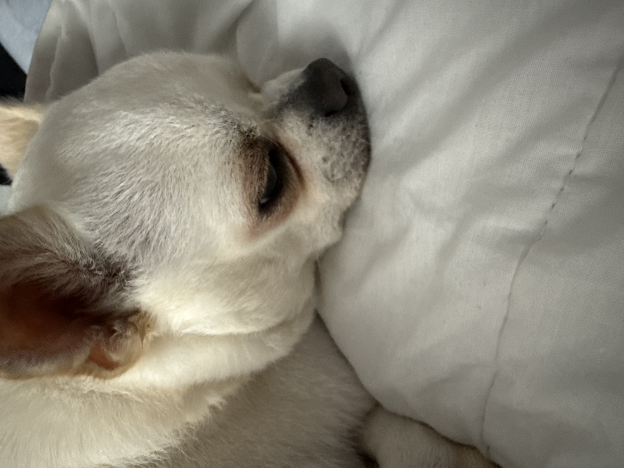 A close-up, eye-level shot shows the head of a white Chihuahua dog resting on a white, creased blanket. The dog's head is tilted downwards, with its eyes closed and its snout resting on the blanket. The dog's fur is white with some tan markings around its ears and eyes. The blanket appears to be made of soft material, possibly cotton, and has visible creases and folds. The lighting is soft and diffused, casting subtle shadows on the dog's face and the blanket. The image is focused on the dog's head and the immediate surroundings, with no other objects or people visible. There is no indication of the dog's location in Minsk, Belarus.