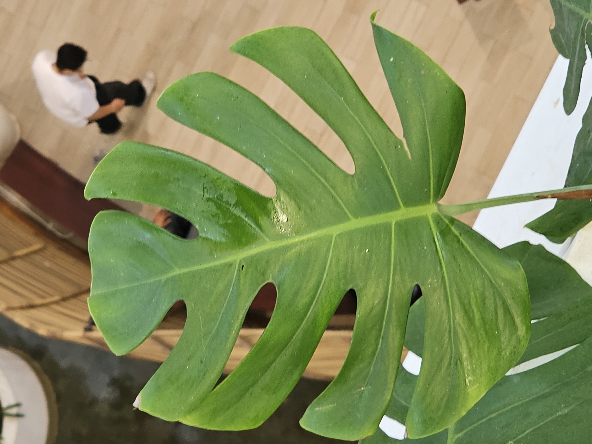 A close-up, high-angle shot focuses on a vibrant green Monstera leaf, showcasing its characteristic fenestrations and glossy surface, with a few water droplets visible. In the background, out of focus, a person in a white t-shirt and black pants is bending down. The setting appears to be an outdoor area with wooden decking and some elevated railings. The scene is likely captured in Denpasar, Indonesia, possibly in a cafe or residential setting with plants.