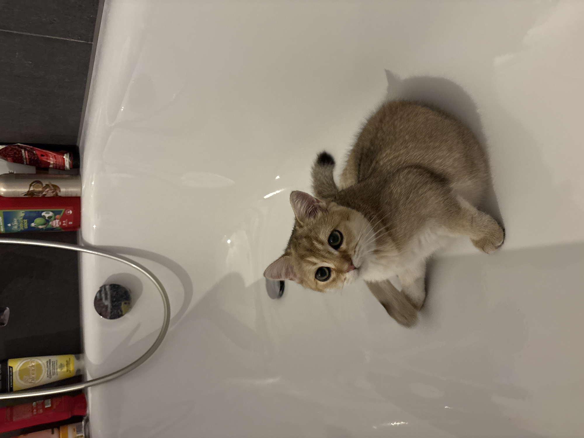 A light-colored, short-haired cat with golden-brown fur and large, dark eyes sits inside a white bathtub. The cat is positioned on its hindquarters, with its front paws tucked underneath its body and its tail curled behind it. The cat is looking directly at the camera with a curious expression. The bathtub appears to be clean and empty, with a chrome drain visible in the background. A showerhead and faucet are also visible at the top of the tub, along with several bottles of toiletries on the edge of the tub. The lighting is soft and even, creating a slightly reflective surface on the bathtub. This scene is not located in Bönnigheim, Germany.