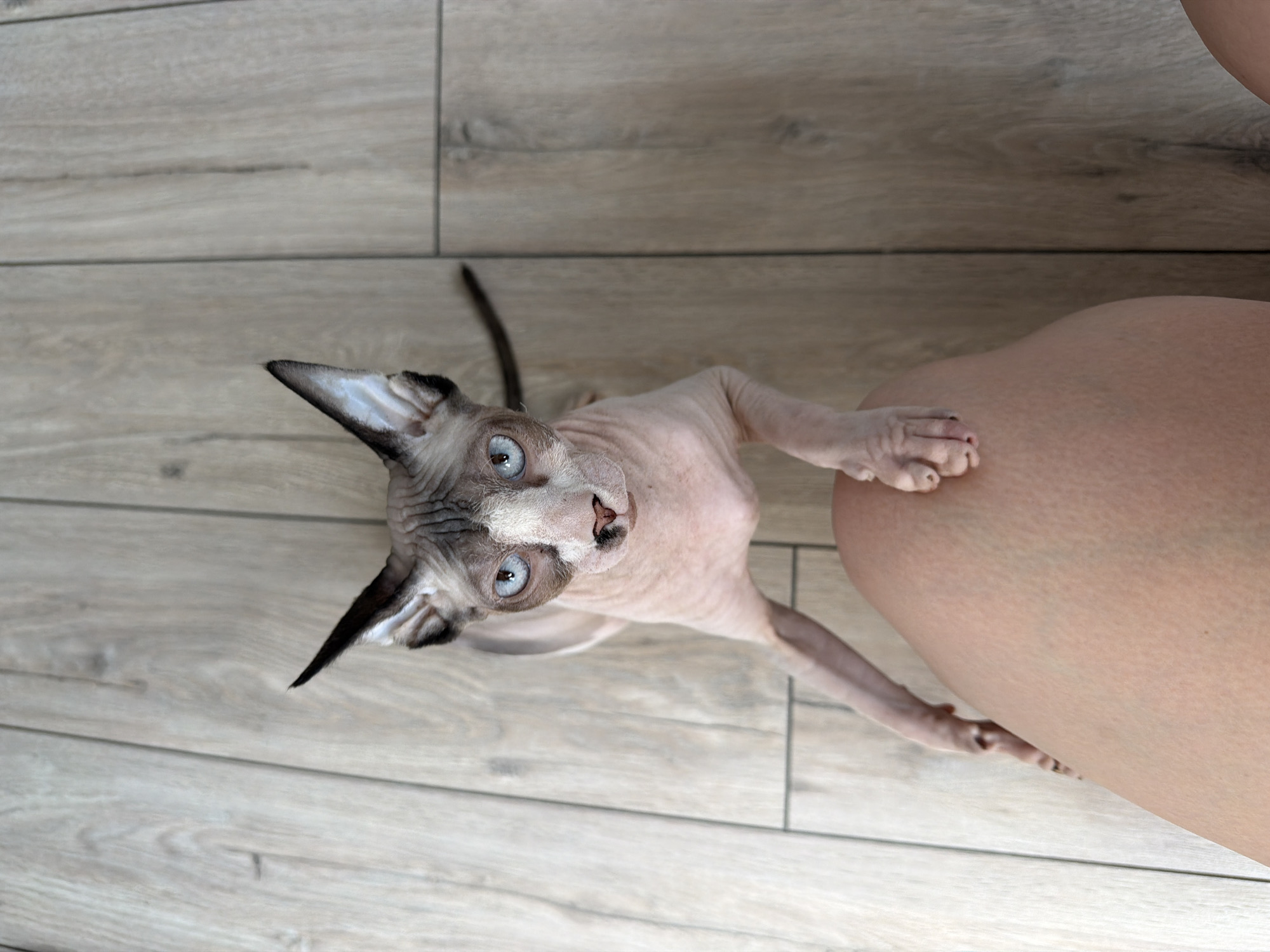 A hairless Sphynx cat with blue eyes and pink skin, with dark markings around its eyes and nose, is standing on a wooden floor and has one paw resting on a person's bare leg. The cat is looking directly at the camera.