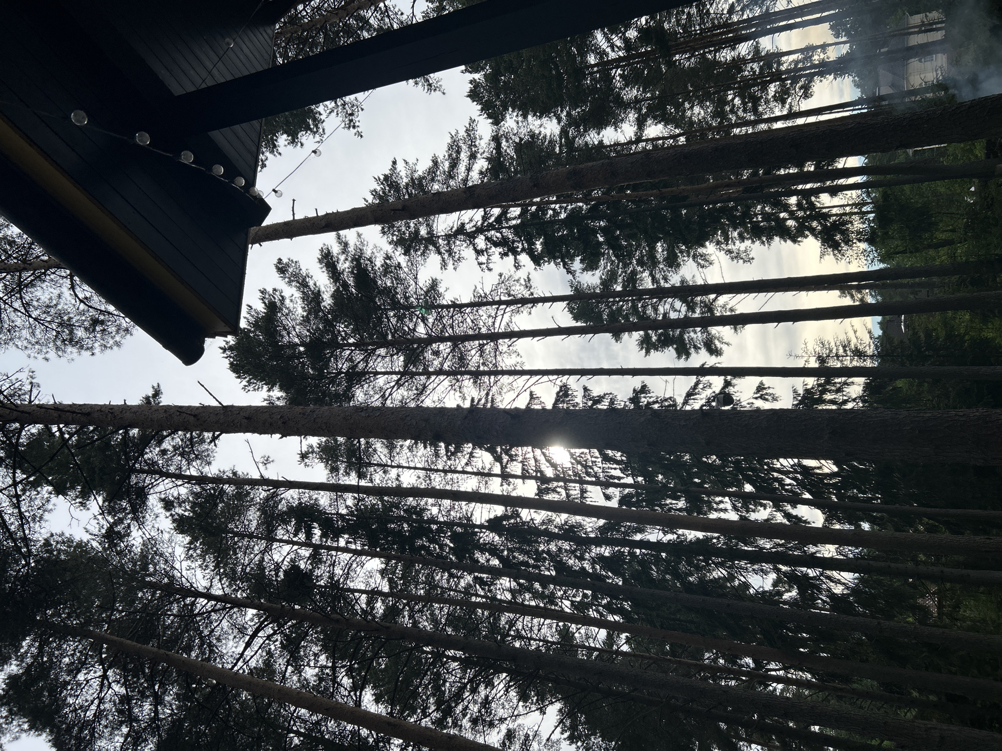 The image captures a view upwards through a dense forest of tall pine trees, silhouetted against an overcast sky. The perspective is from beneath a dark, angled roof structure adorned with a string of clear light bulbs. In the background, partially obscured by the trees, is a light-colored building with architectural features suggestive of a house, and a plume of light gray smoke rises from the ground. The scene appears to be in the area of Shepelyovo, Russia, likely an outdoor setting adjacent to a residential structure within a wooded environment.