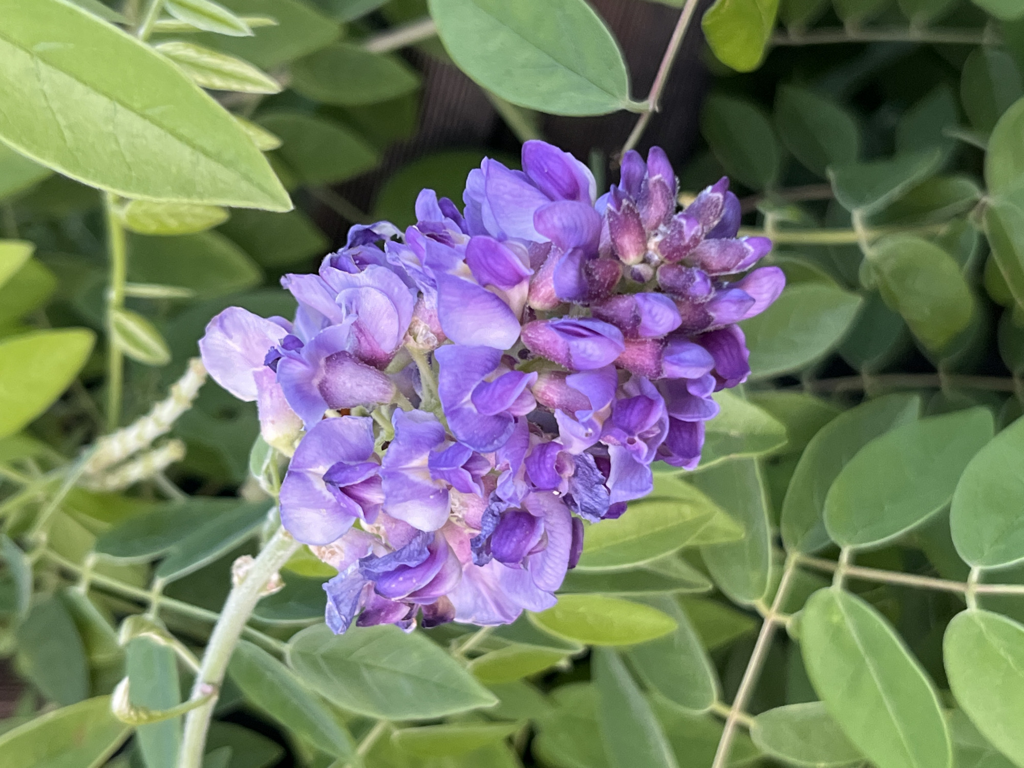 This close-up, high-angle shot features a cluster of delicate, lavender-purple flowers hanging from a vine. The blossoms are tightly packed and appear to be in various stages of bloom, with some unfurling and others still in bud. The flowers have a complex structure with multiple small petals and prominent stamens, giving them a textured, almost fuzzy appearance in places. The vine itself is green and slightly fuzzy, with a few small tendrils visible. The background is dominated by blurred green leaves, suggesting a lush, natural setting. The lighting appears to be natural daylight, casting soft shadows and highlighting the vibrant color of the flowers. There is no discernible text, people, or animals in the image. The overall impression is one of natural beauty and the gentle unfolding of a bloom. The context provided, Dnipro, Ukraine, implies a temperate climate, likely late spring or early summer given the flowering subject.