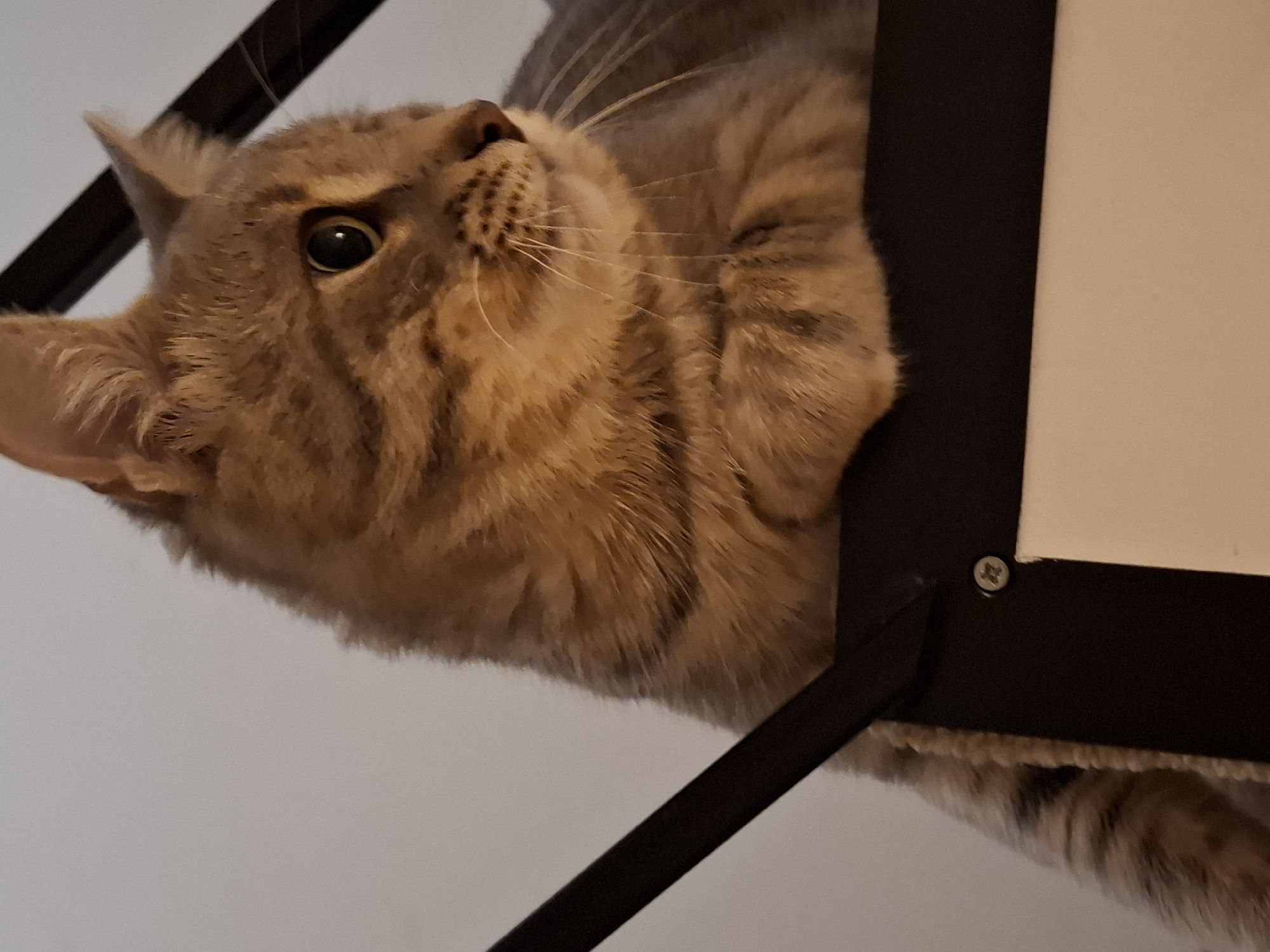 The image is a close-up shot of a tabby cat resting on a black frame with a light-colored surface below. The cat is looking to the right with its head tilted slightly upwards. Its fur is a mix of brown and grey stripes. The background is a plain, light color. The scene is indoors, likely a residential setting. The location in Zemun Urban Municipality, Serbia, is not discernible from the image.