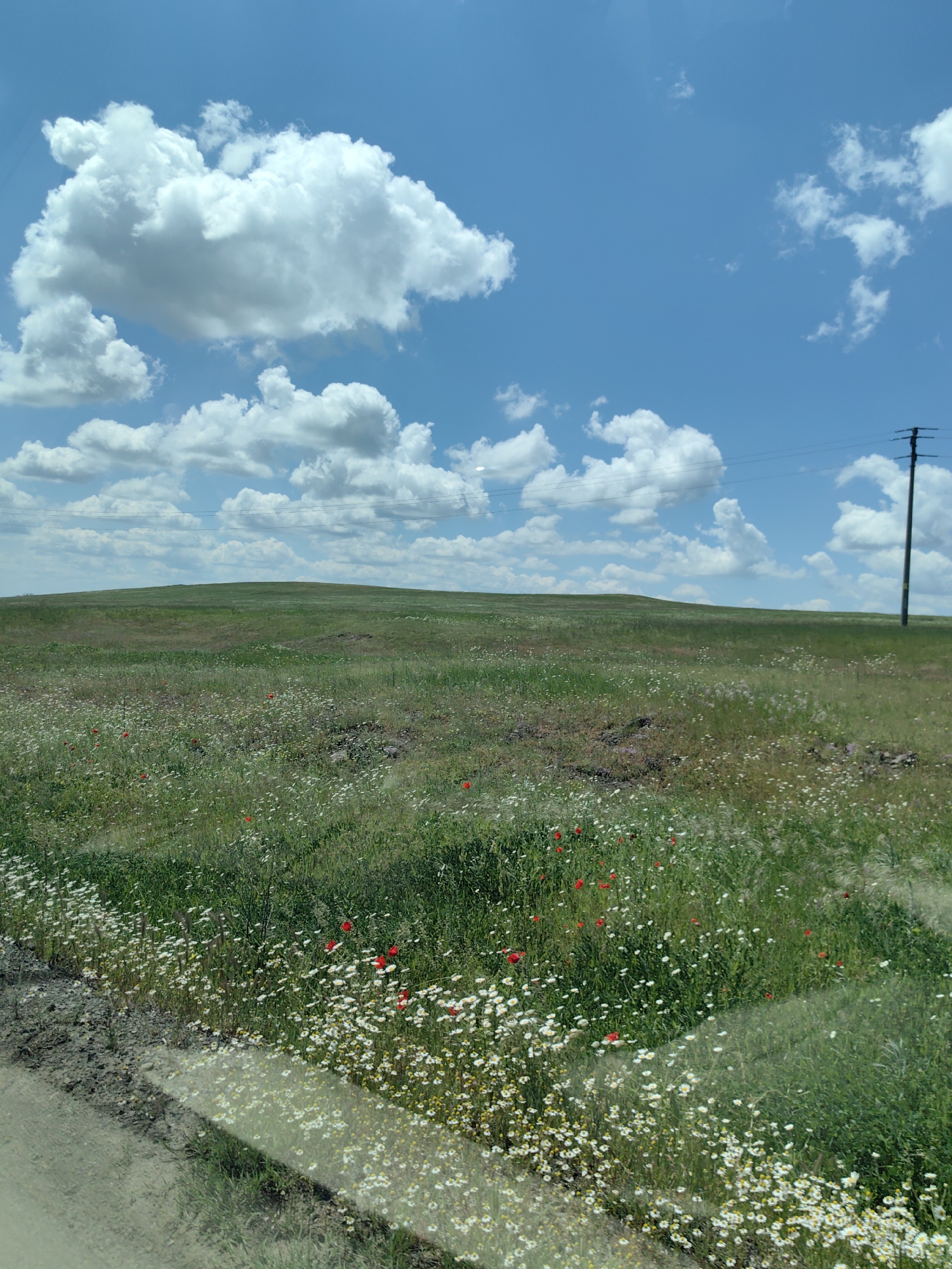 A sunny day scene depicts a grassy field in Karnobat, Bulgaria. The sky is blue with puffy white clouds. A utility pole stands on the right side of the image, with wires extending across the frame. The field contains green grass, small white daisies, and scattered red poppies. The edge of a road or path is visible in the lower-left corner of the image. A gentle hill is in the background, merging with the horizon. The image appears to be taken from a low vantage point, possibly from inside a vehicle.